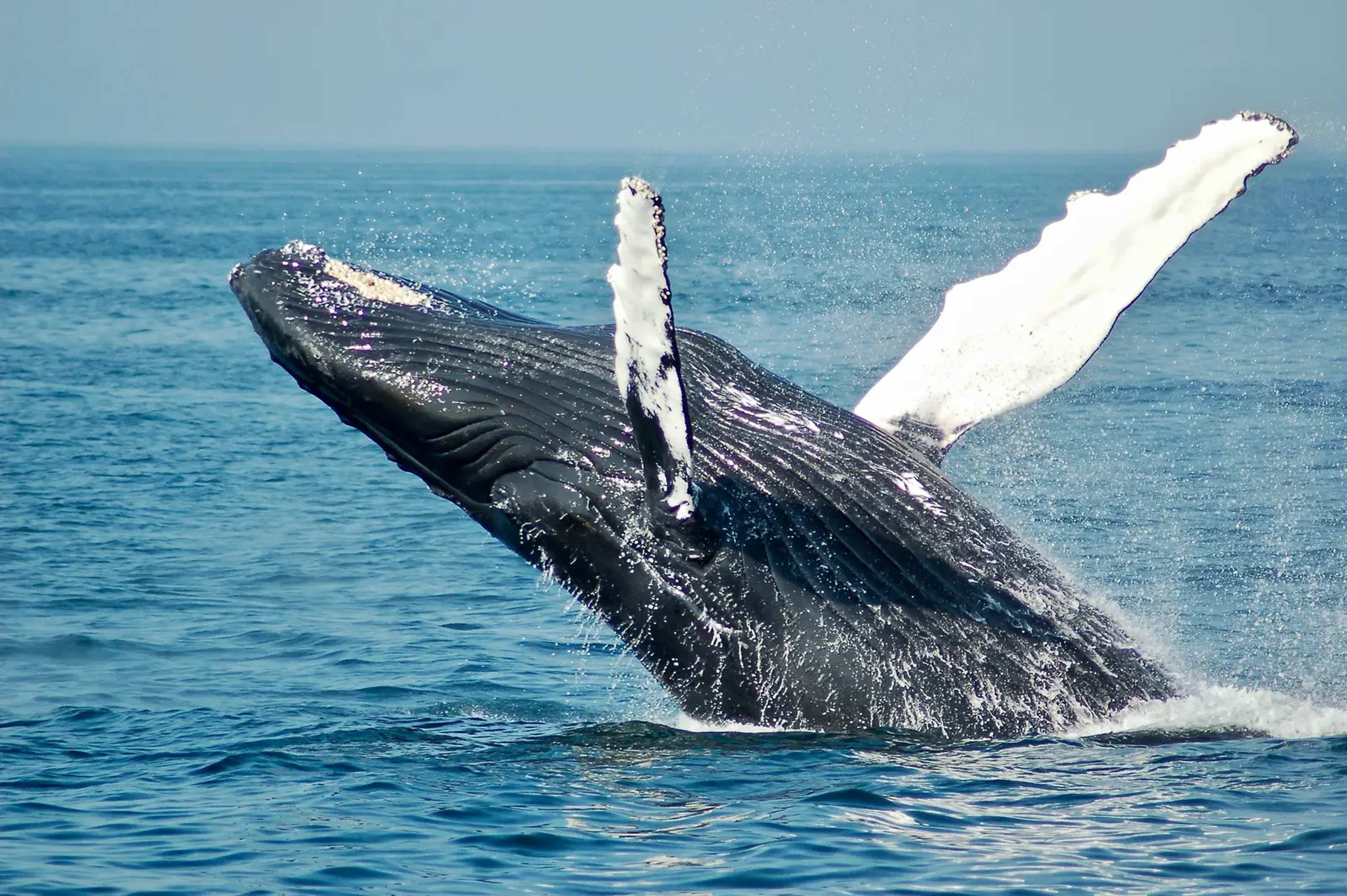 Heatwave Triggered 37% Drop in Hawaiian Humpbacks