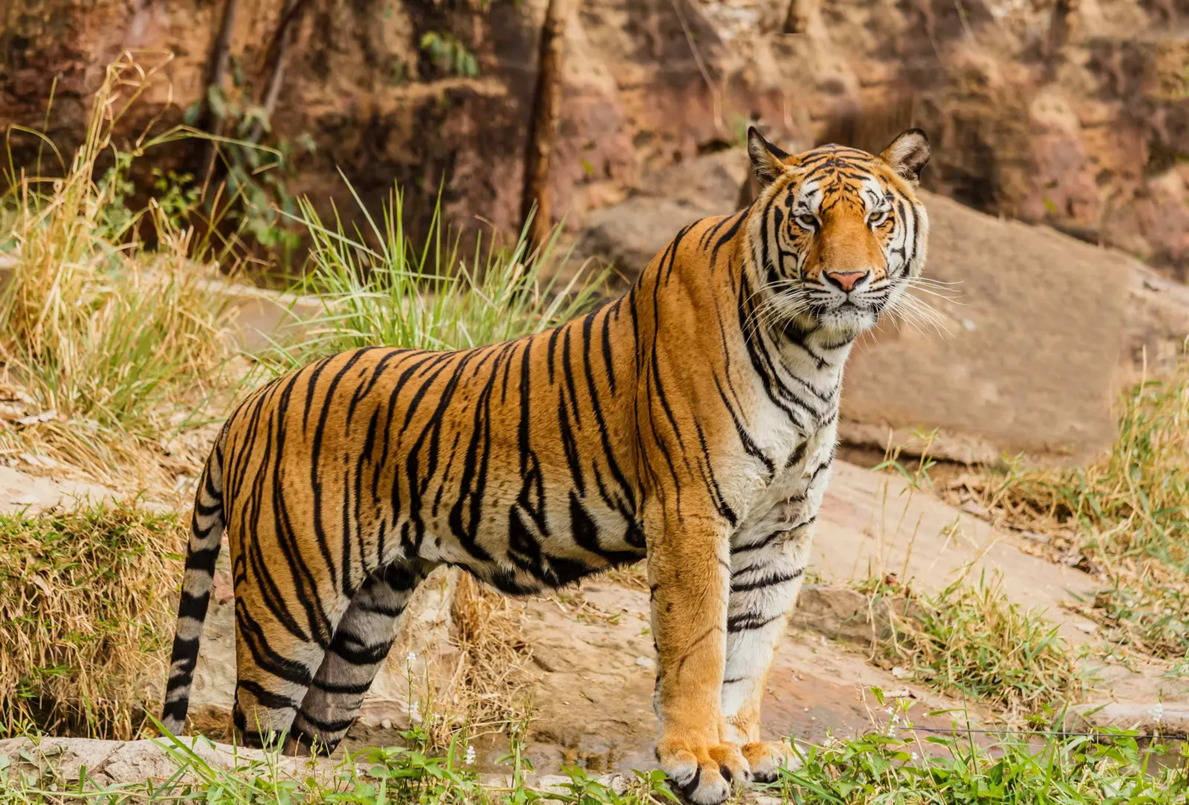 Kawal Tiger Reserve: Ideal Prey, No Resident Tigers