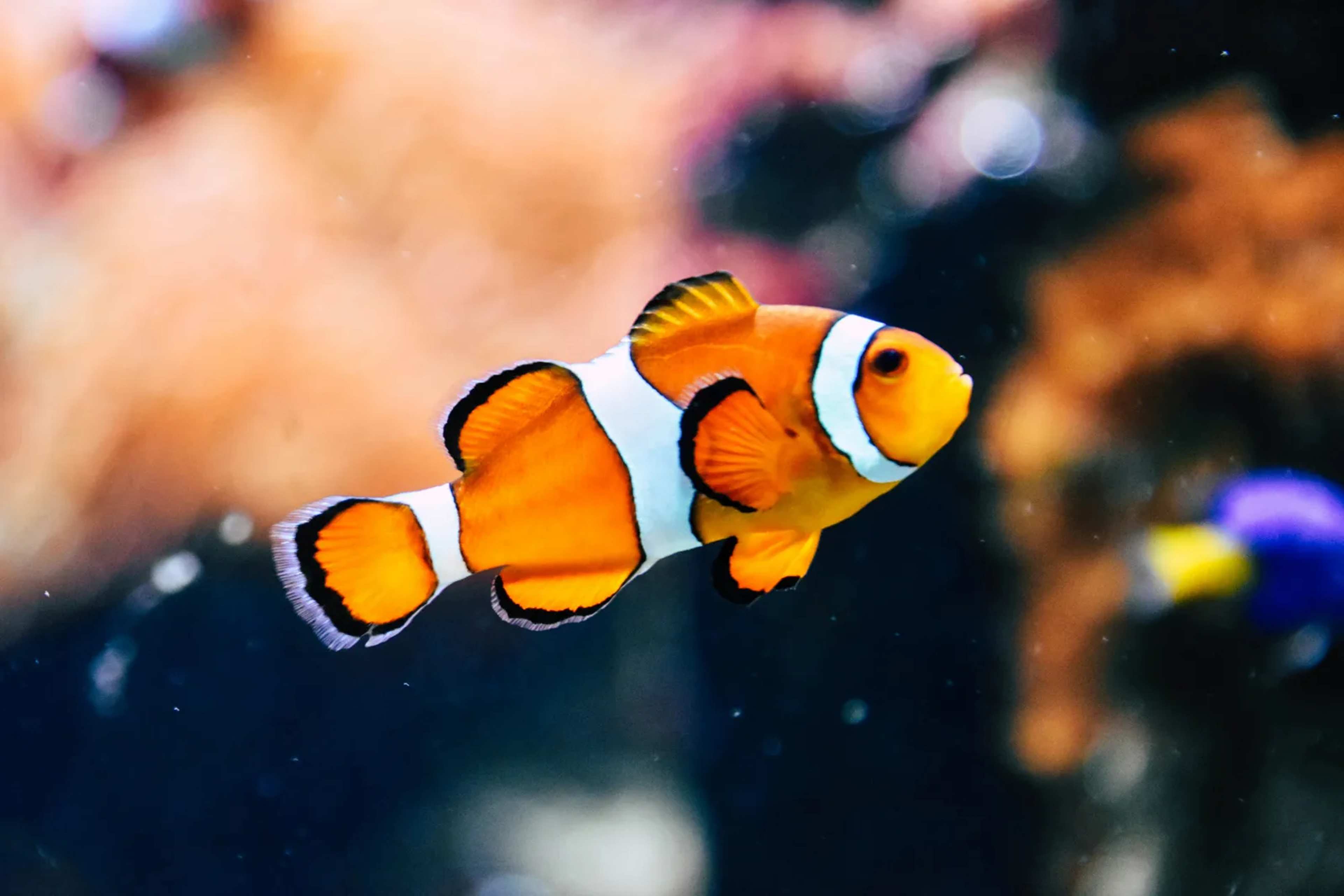 Reclamation Decisions at Terumbu Bayan: A Scientist’s Record of Marine Life Before Development