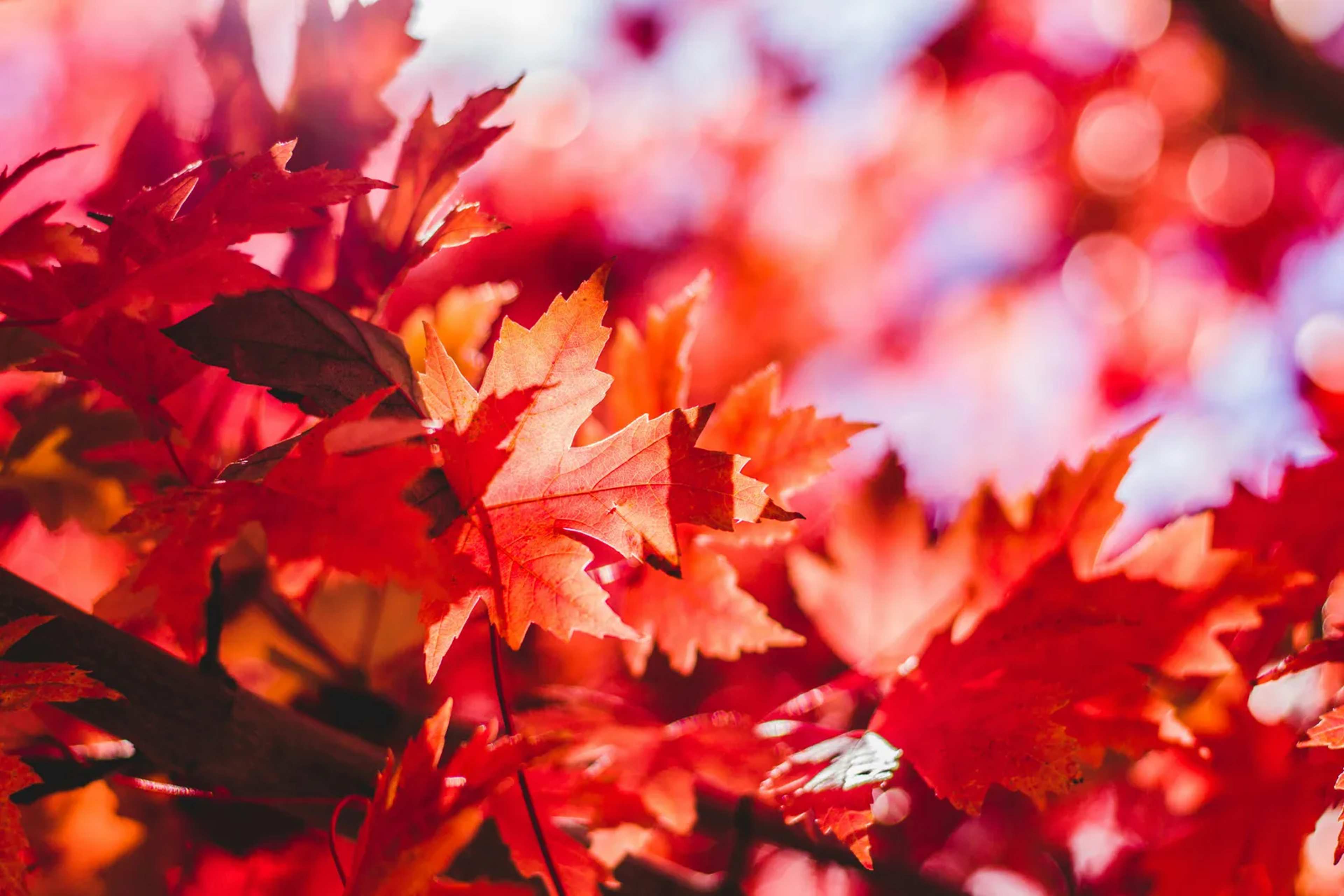 How Elevation Shapes the Southeast’s Fall Color Season