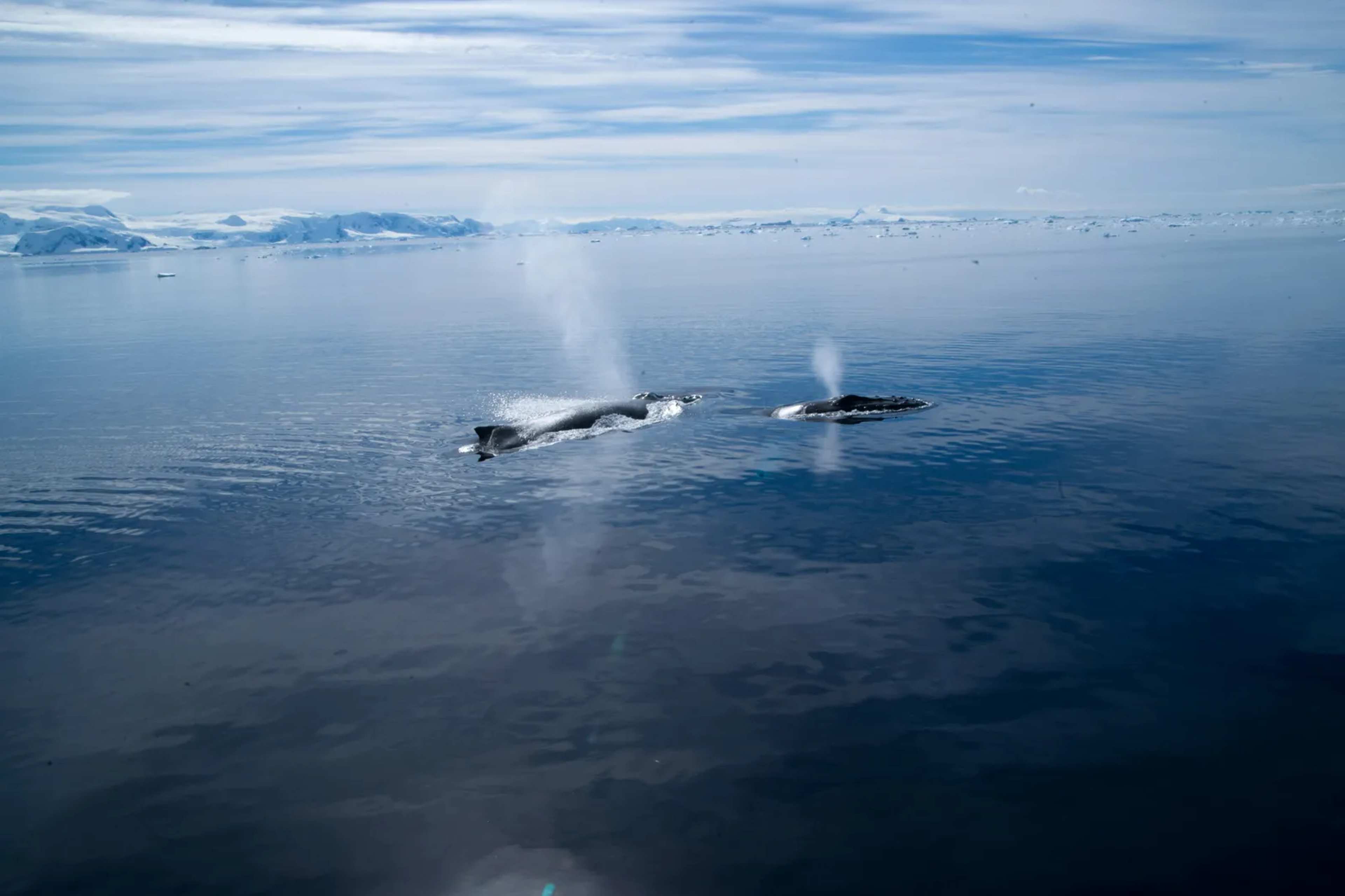 Pilot Whales Shout Over Ship Noise in Gibraltar Strait