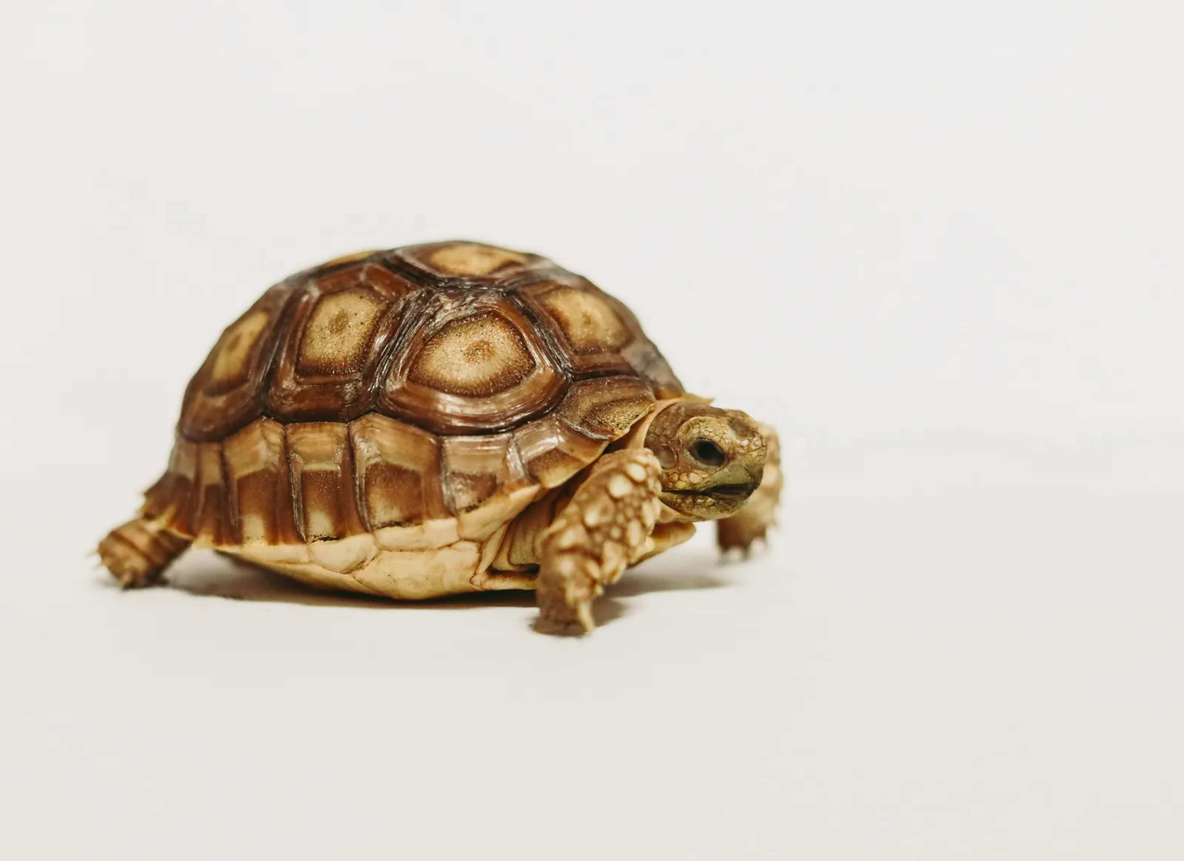 Infrared Cameras Monitor Baby Tortoises Without Handling