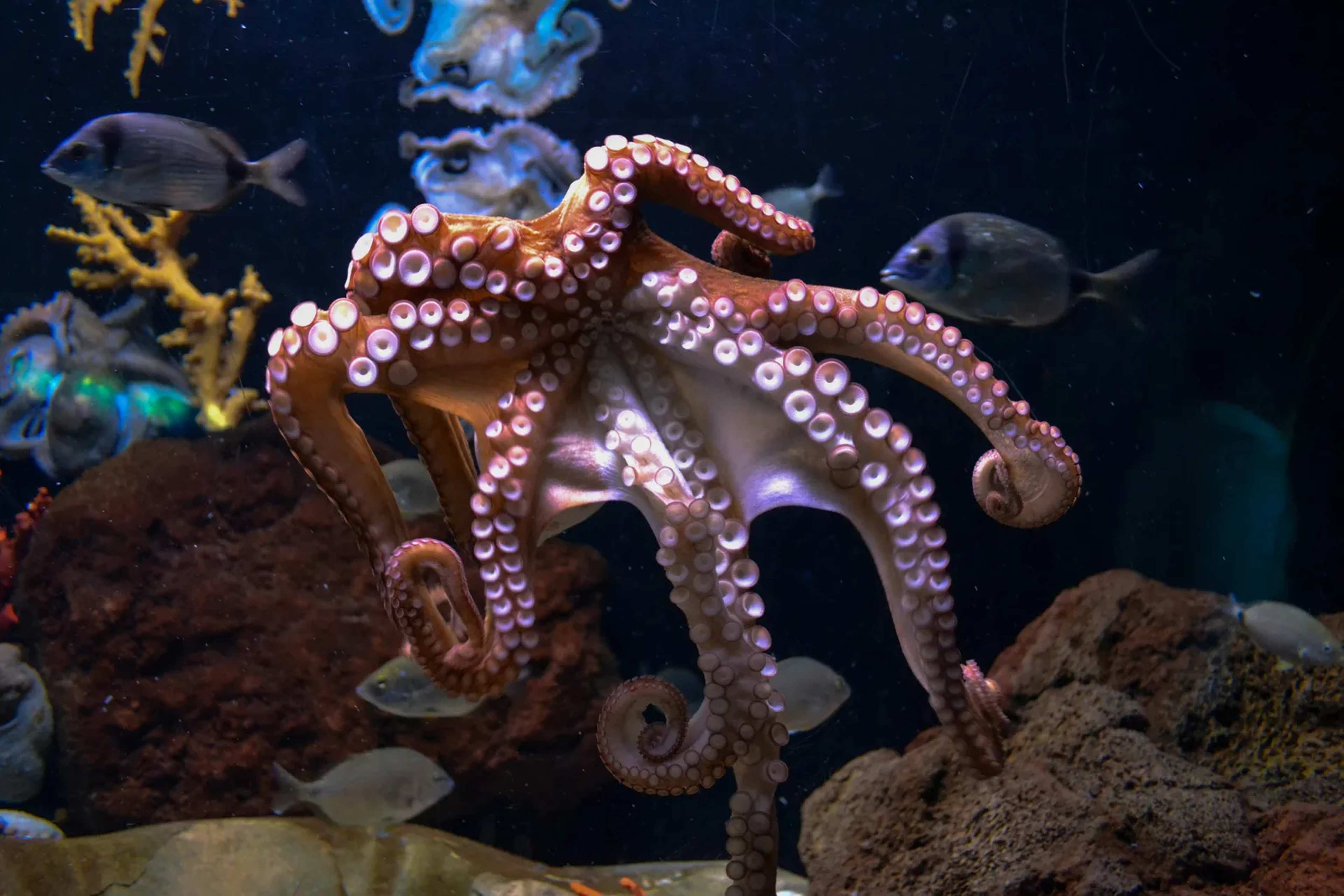 31 New Species Emerge From Brazil’s Unexplored Midwater Depths