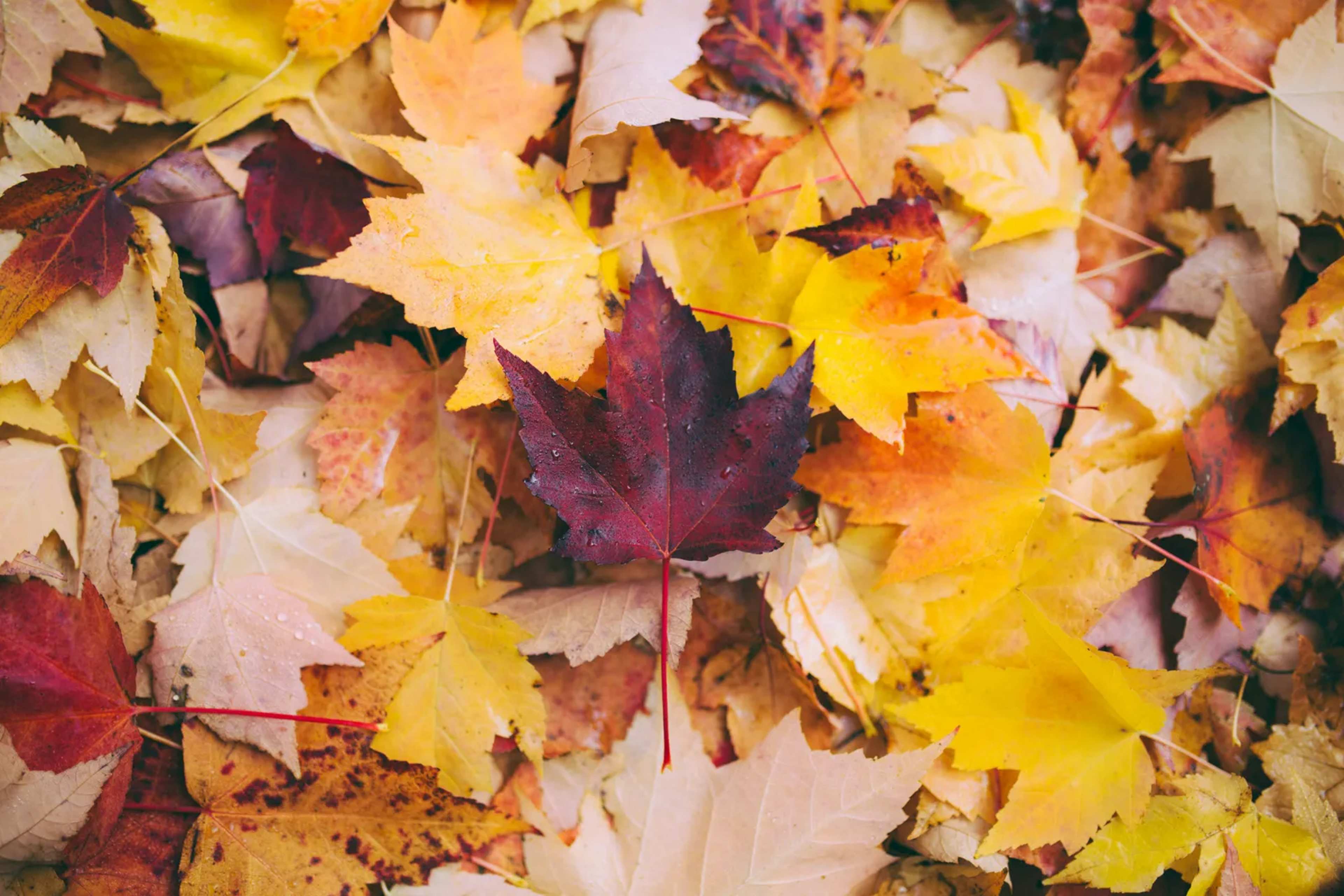 October Theory Is Fueling Fall Wanderlust—Why the Season Sparks a Rush to Book Reset Trips