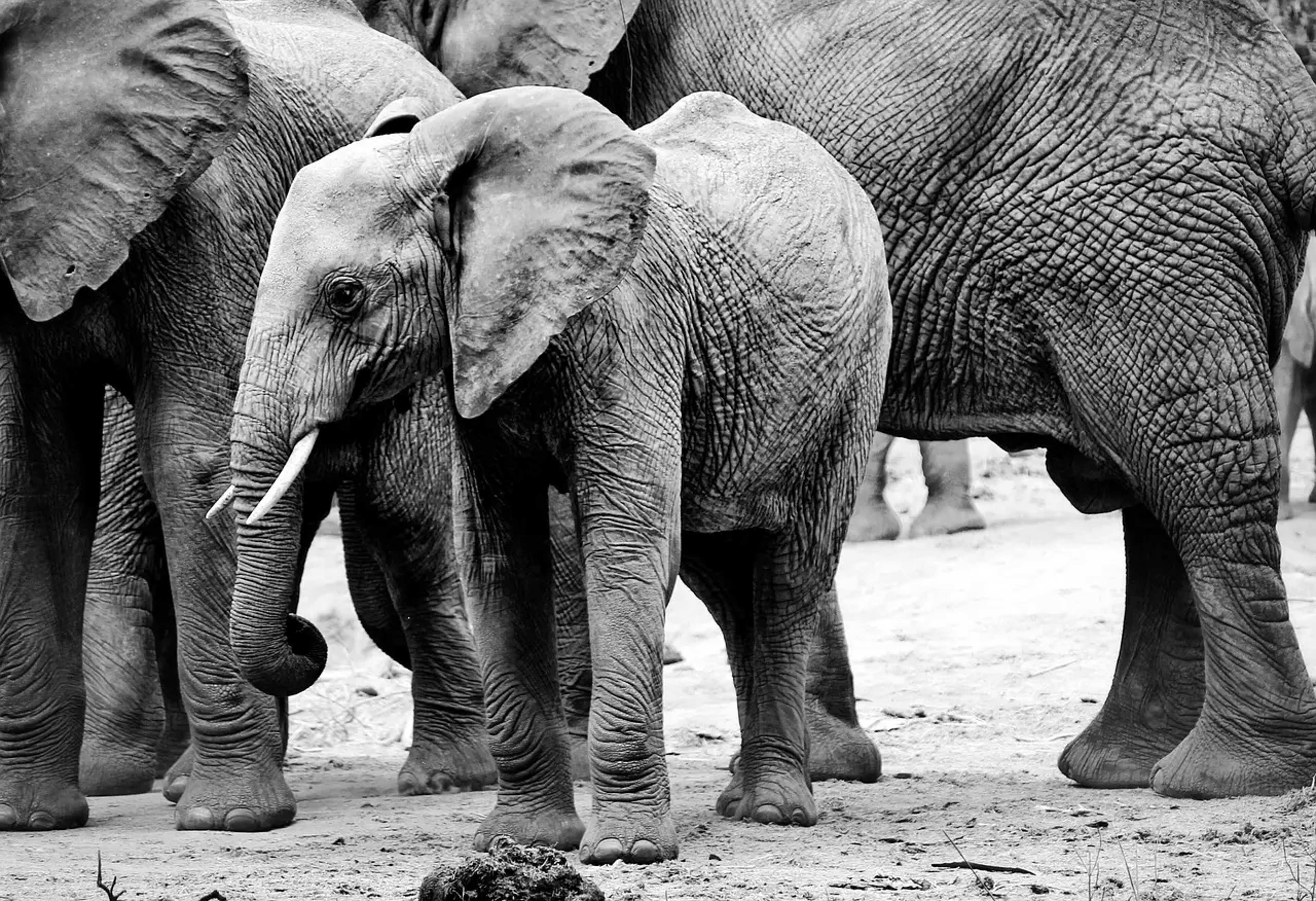 Timber Cargo Conceals 1.2 Tons of Ivory and Big Cat Bones in Vietnam Port Seizure