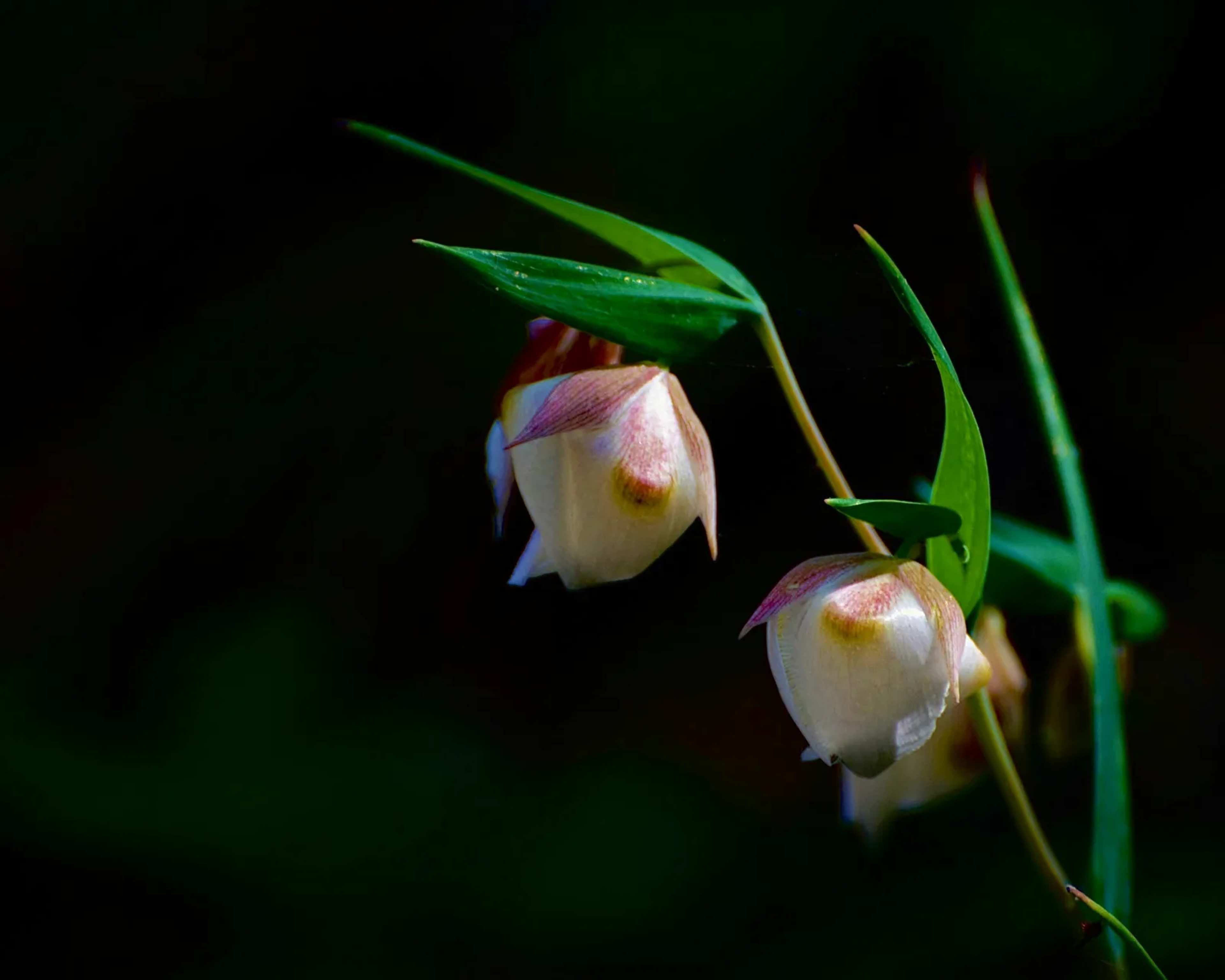 Bizarre 'Devil-Like' Flower Found Buried in Thailand Forest Is New to Science and Already Critically Endangered