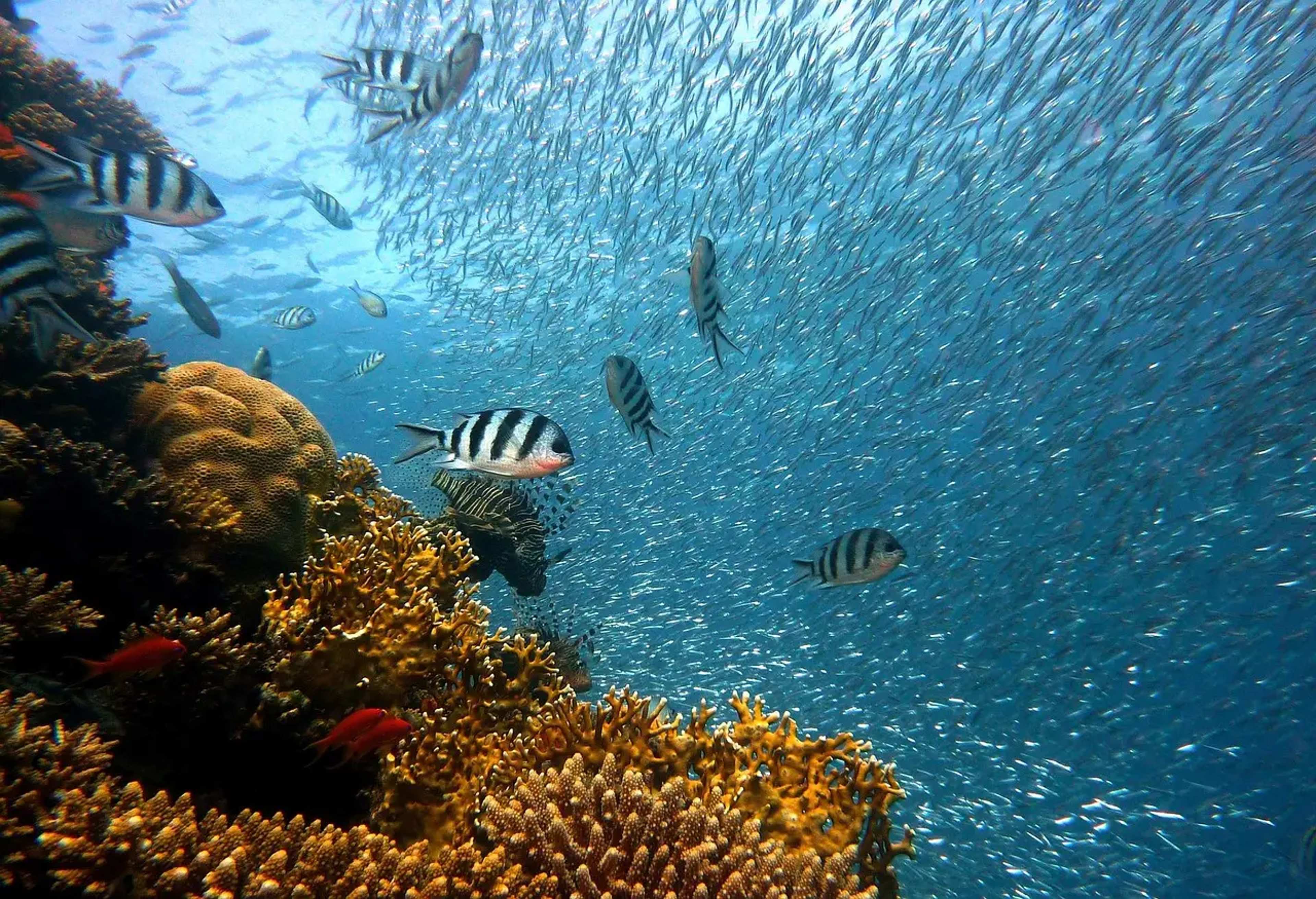 Scientists Discover Plastic Fused Into Coral Rubble and Name It Plasticoral