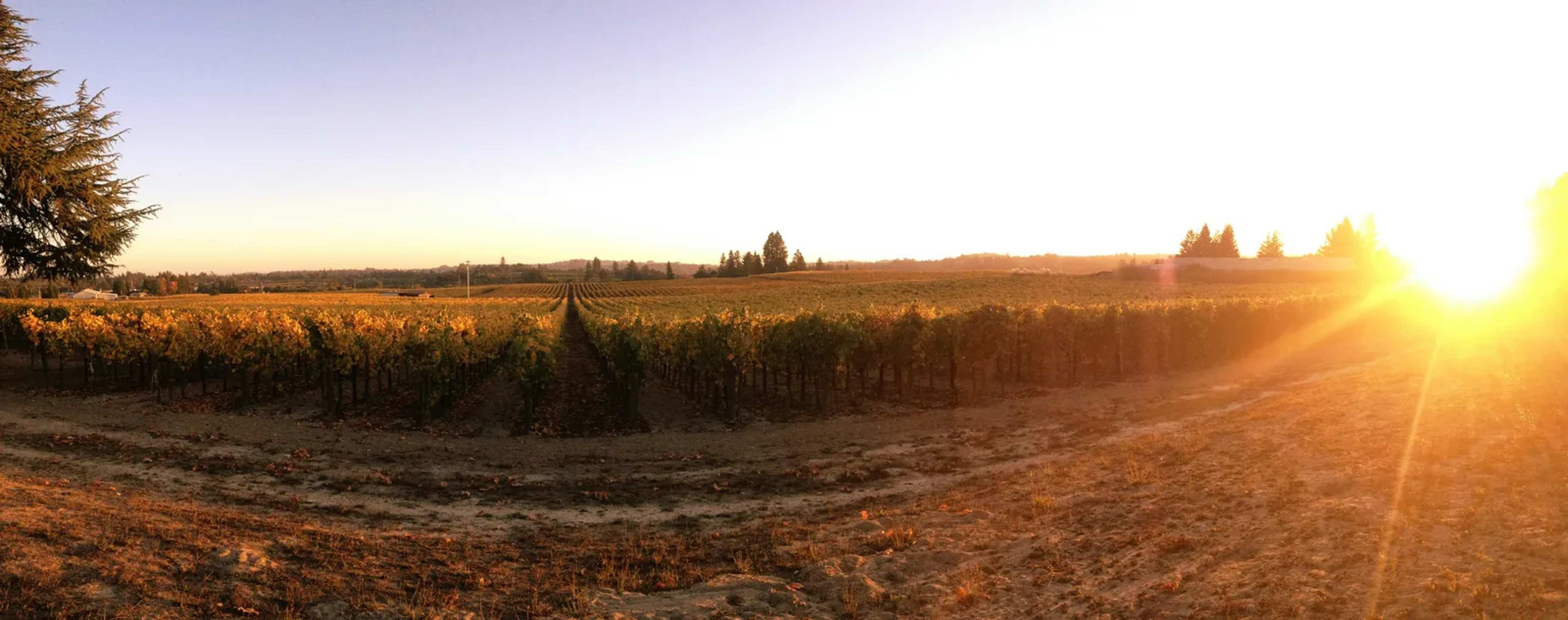 Sonoma Valley: The Wine Region That Locals Prefer to Keep Under the Radar