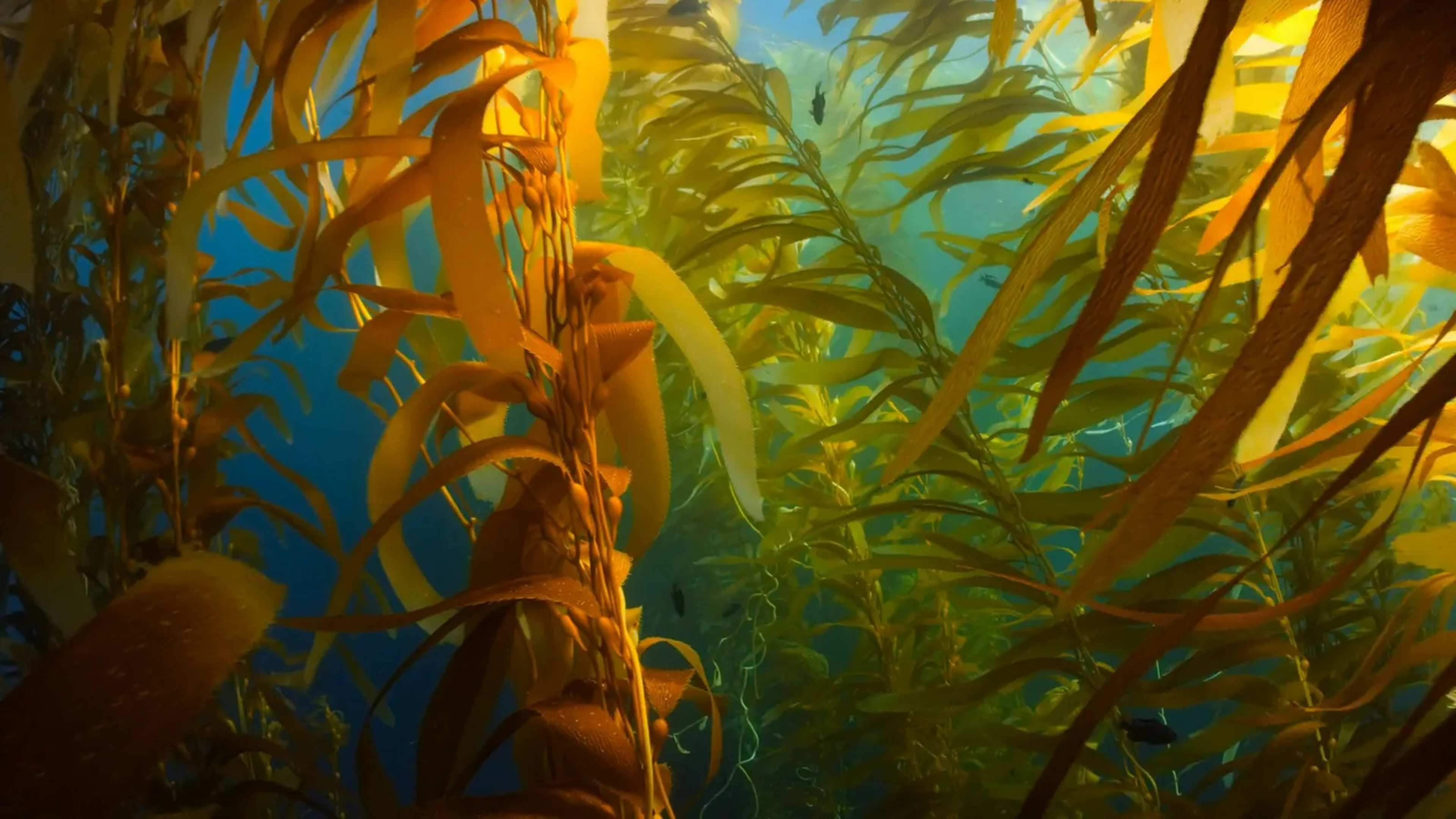 Beneath Arctic Ice: Kelp Forests That Defy the Cold