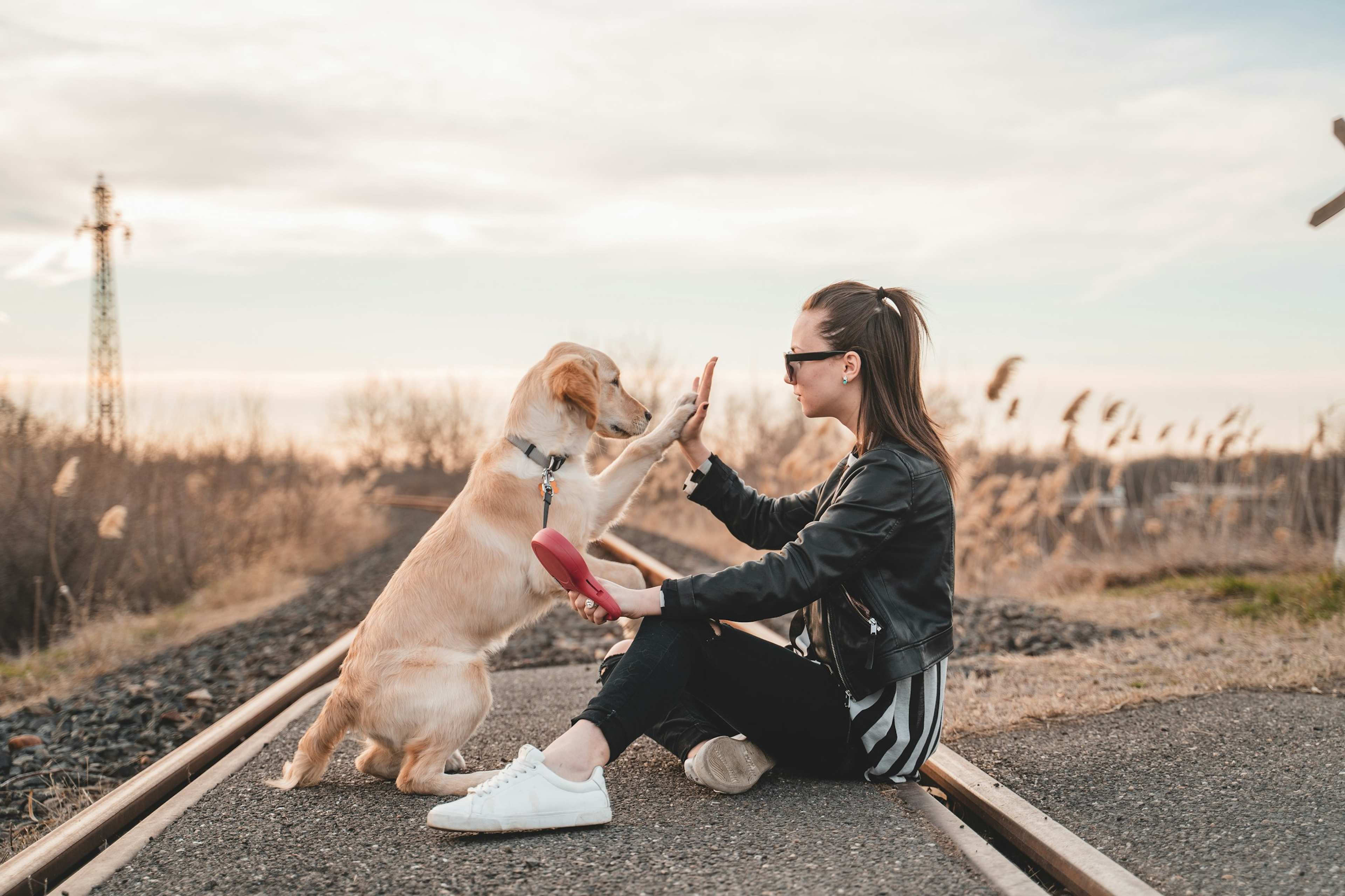 6 Habits Dogs Form When They Travel With Their Owners Regularly