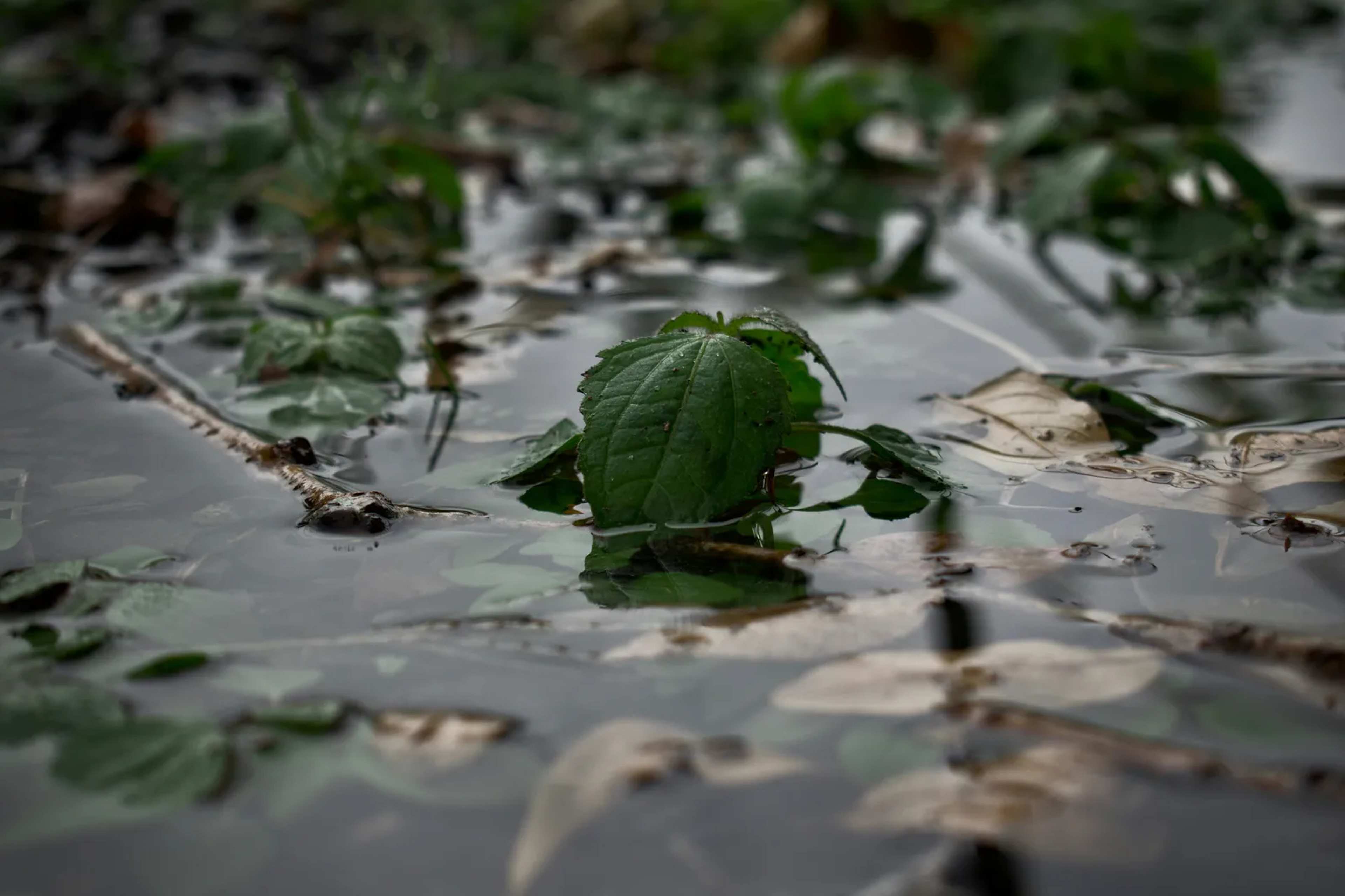Court: Jackson Residents Lack Right to Lead-Free Water