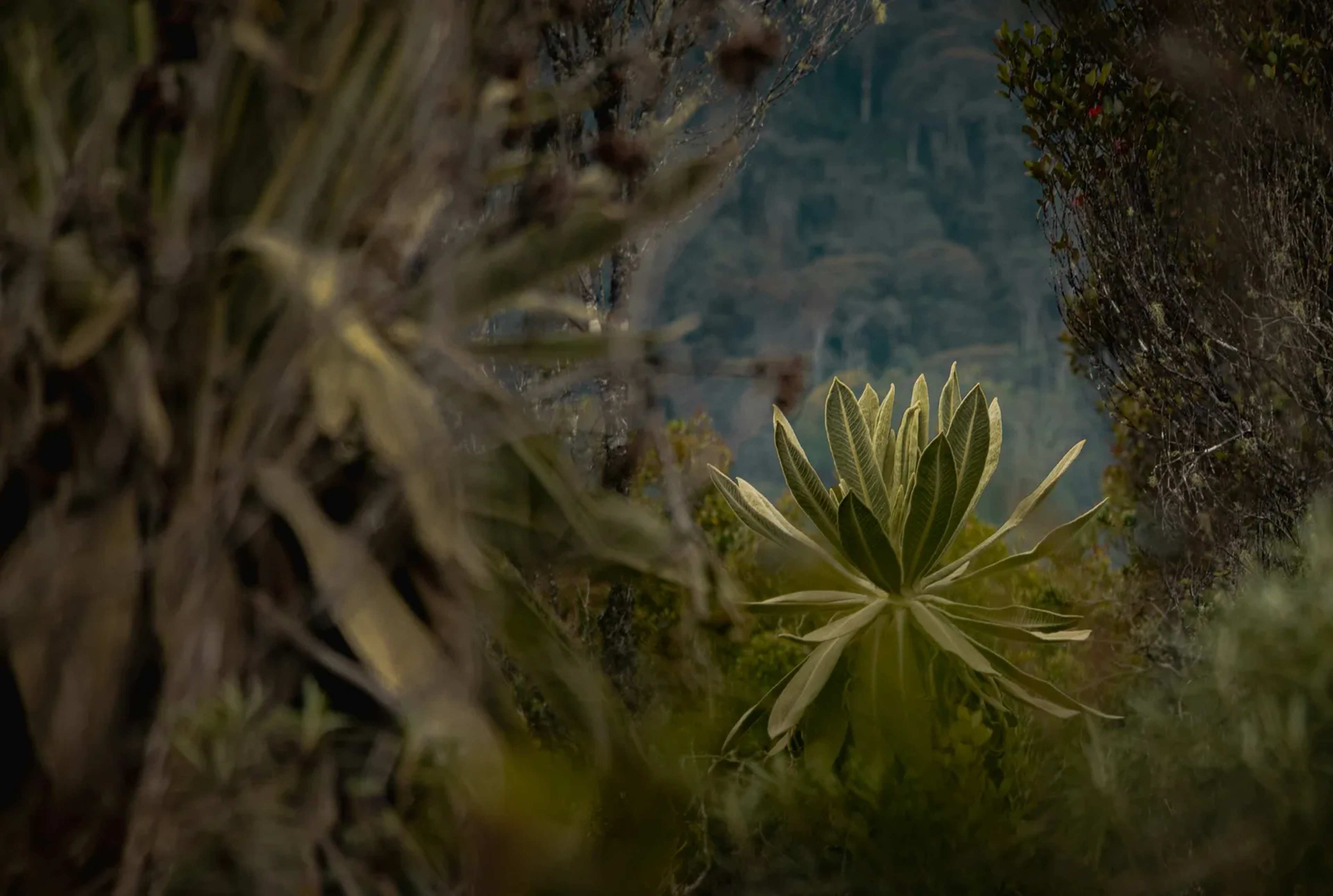Deep in Peru's High Andes, Ancient 'Spirit' Landscapes Are Being Revived to Save a Vanishing Resource