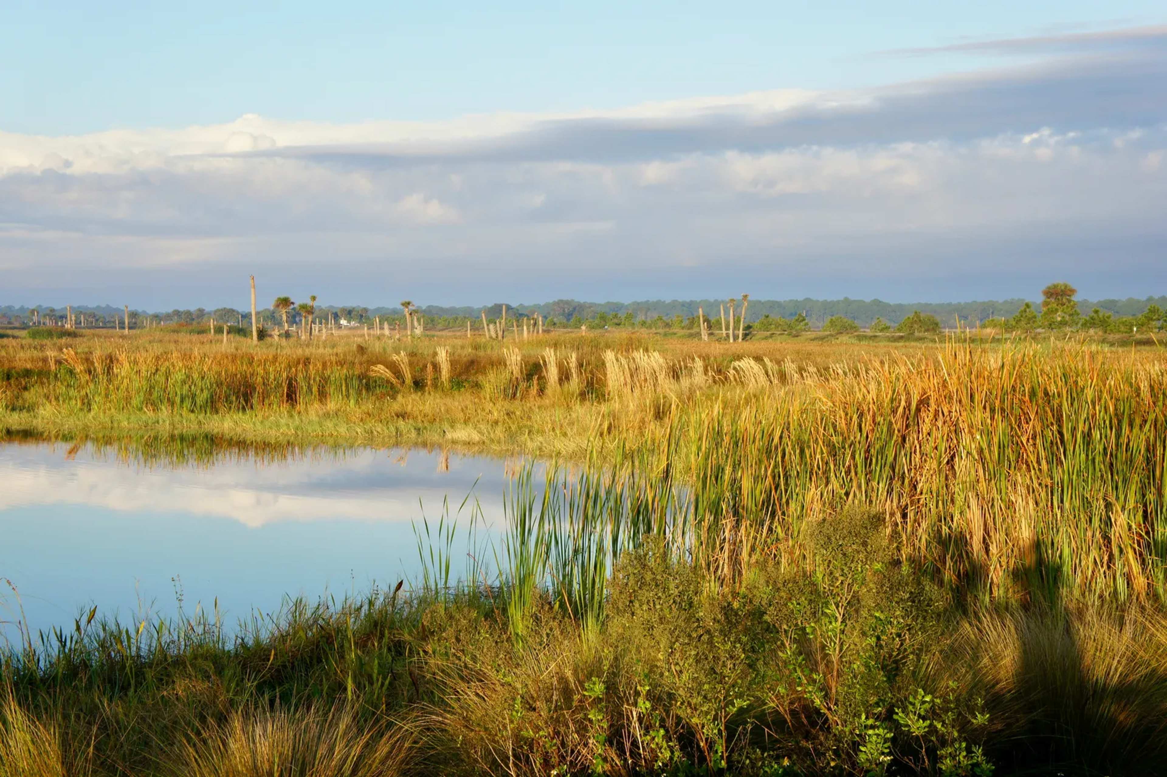 Trump Moves to Strip Protections From Wetlands