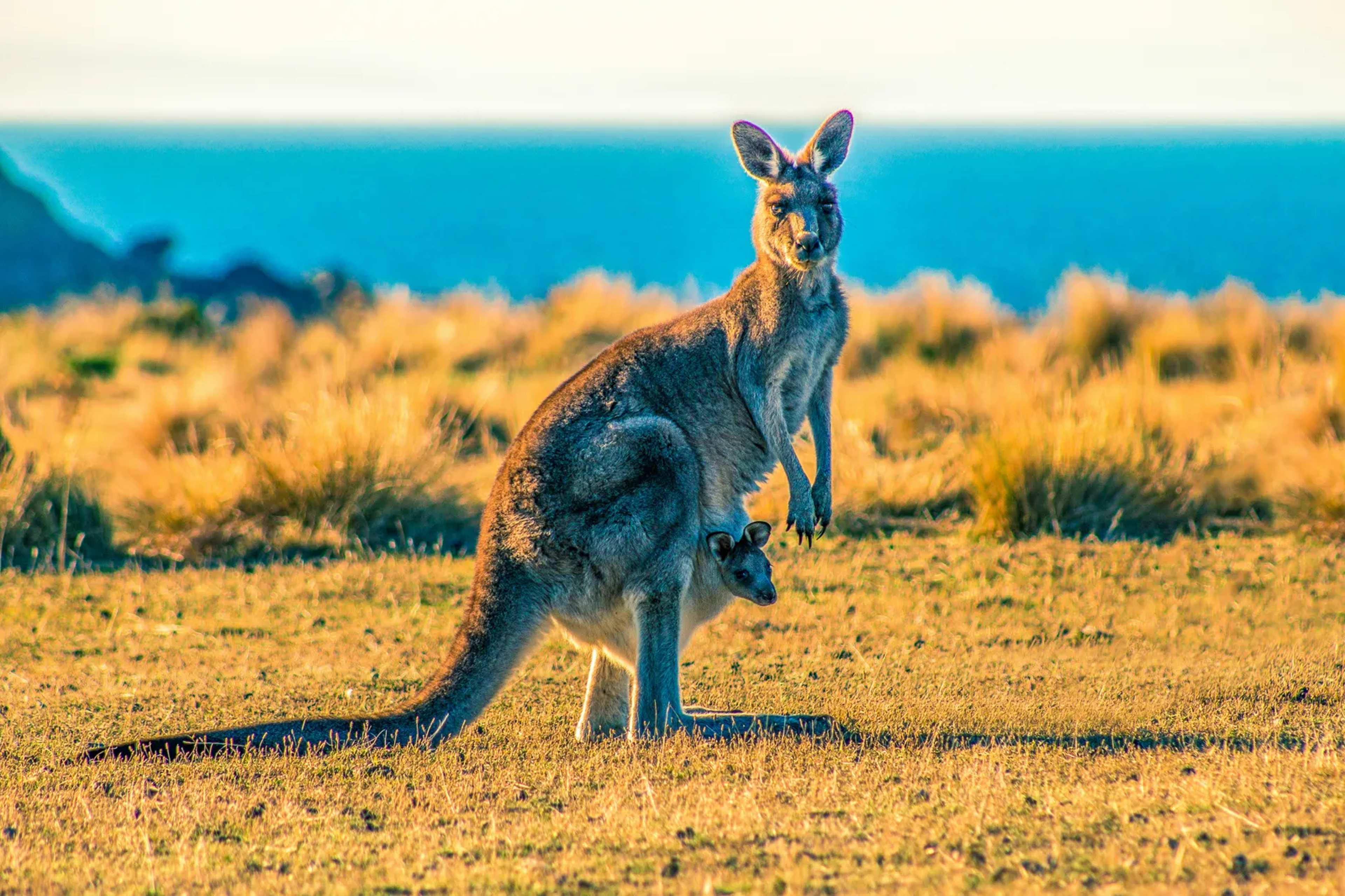 Record Cull Targets Australia’s National Symbol