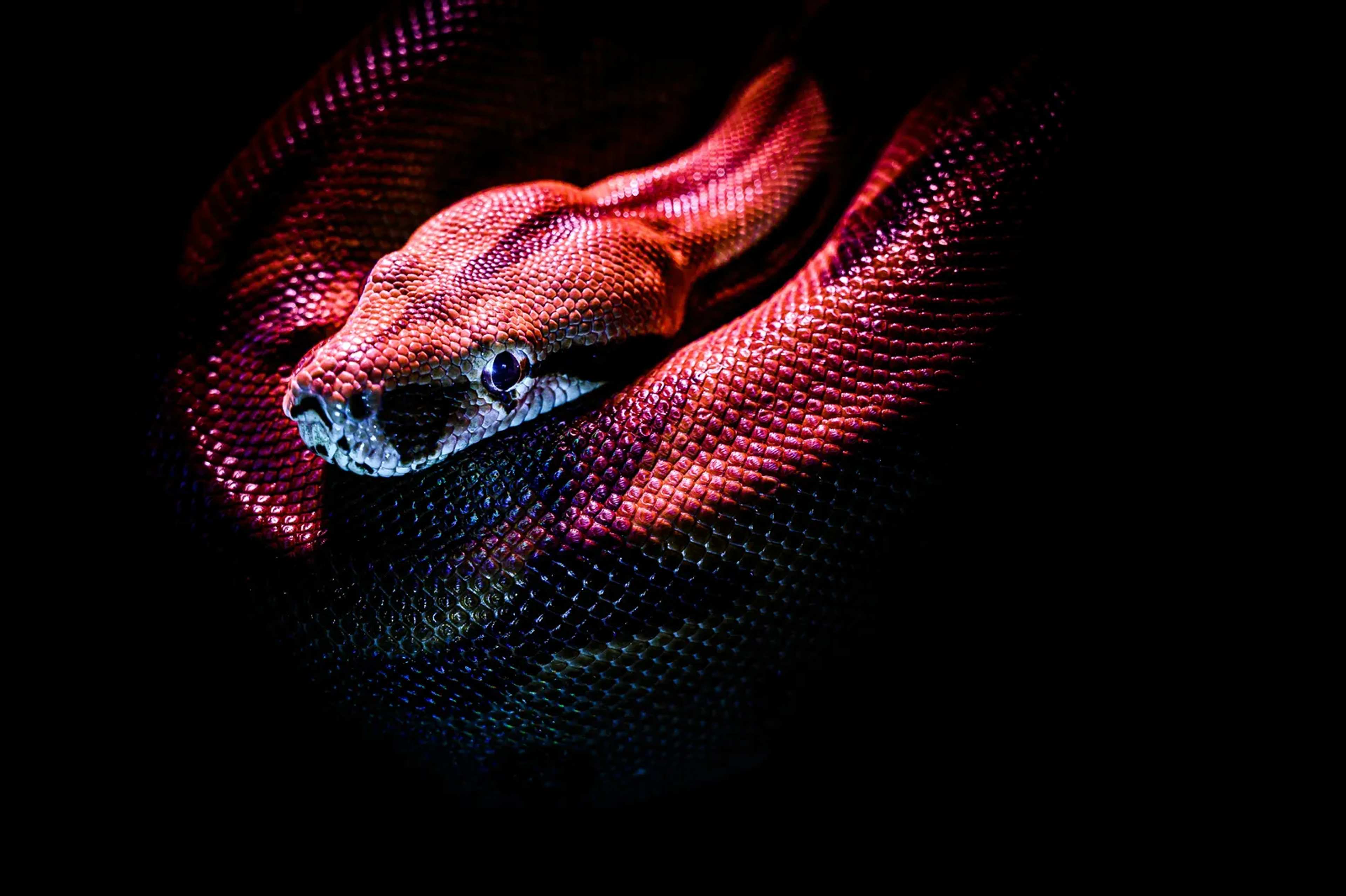 Kandy, Sri Lanka, Hosts the First-Ever World Congress on Snakes