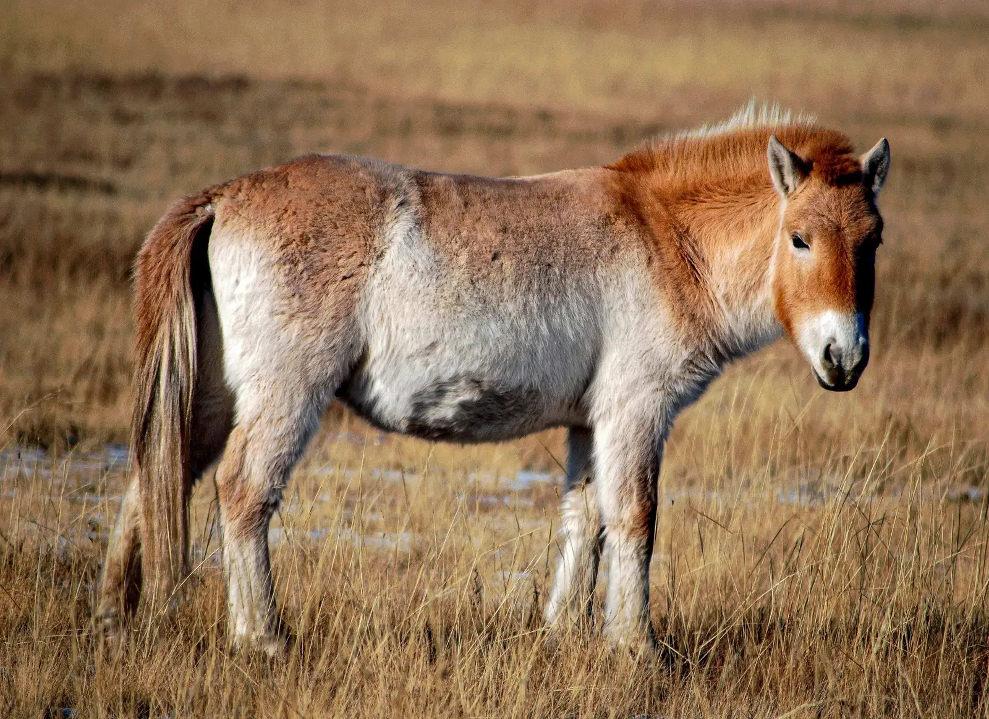 San Diego Zoo Clones Horses Extinct Since the 1960s