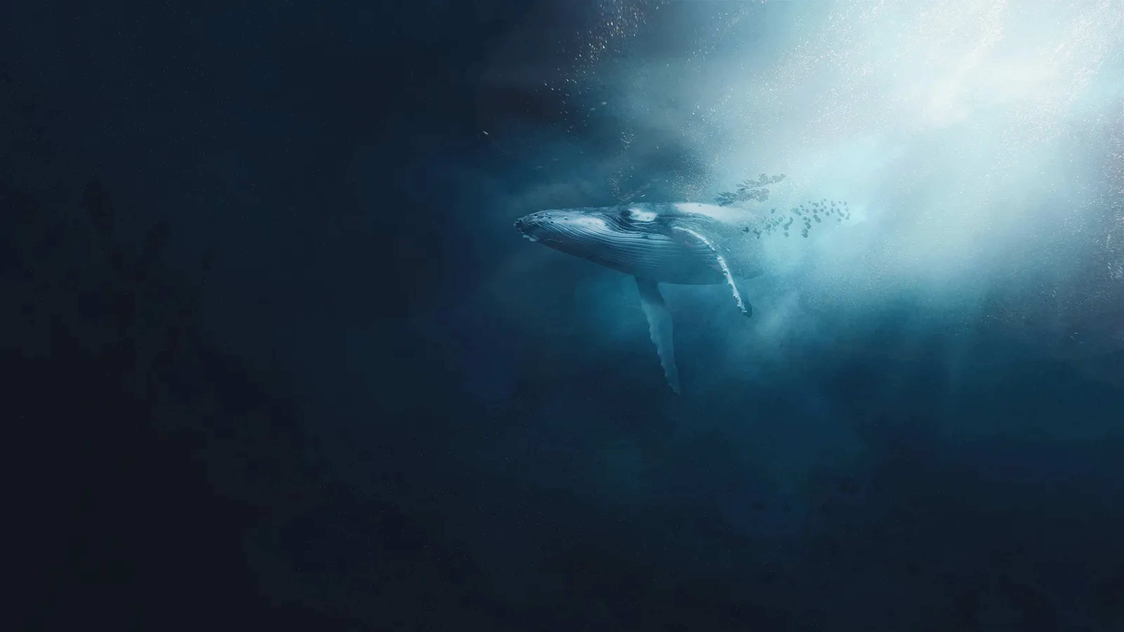 Bubbles Help Sperm Whales Maintain Their Signature Vertical Rest Position