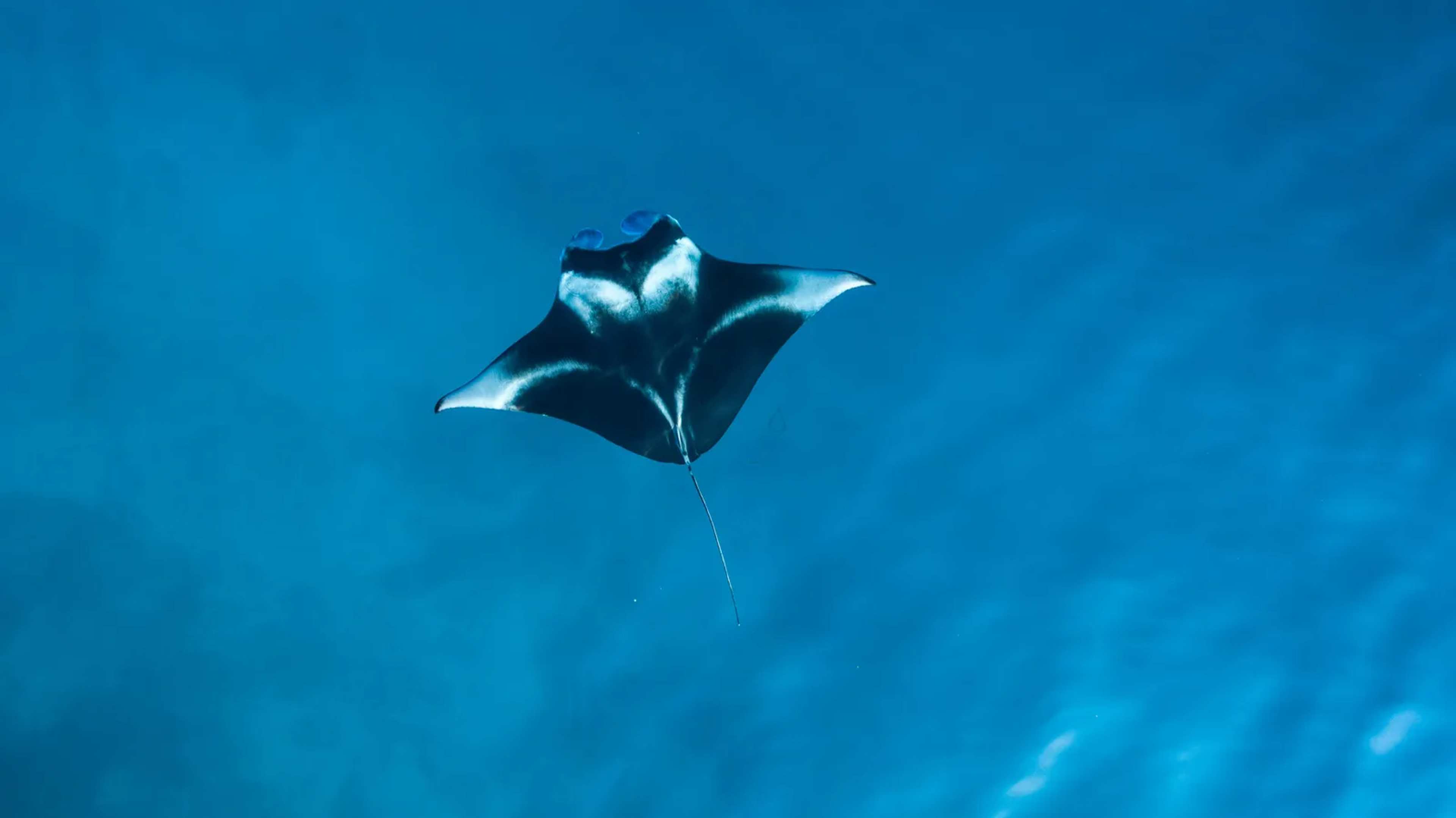 Biologist's Dramatic Ray Rescue in Panama Waters
