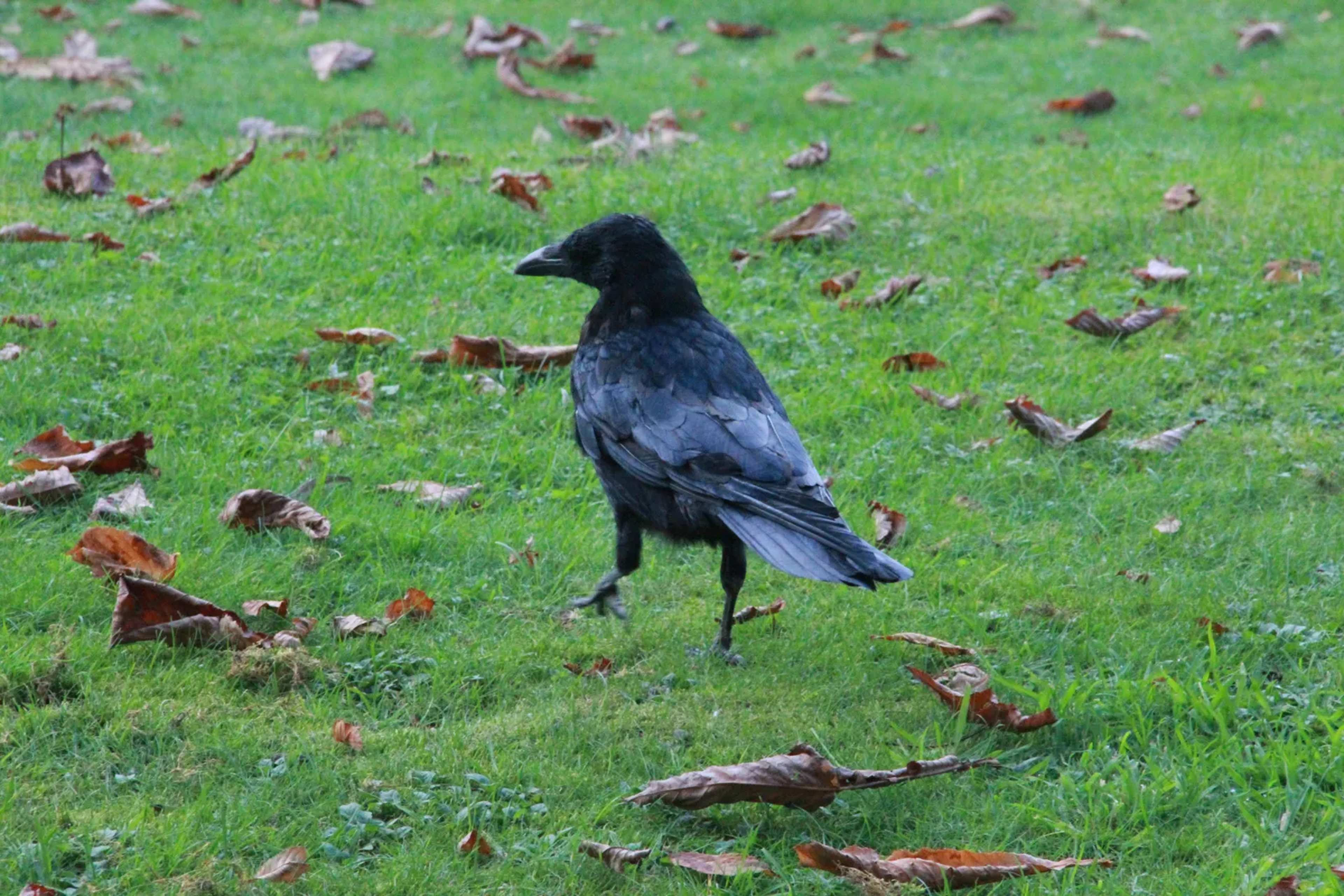 Skip the Rake This October and Watch Your Backyard Become a Birdwatching Haven