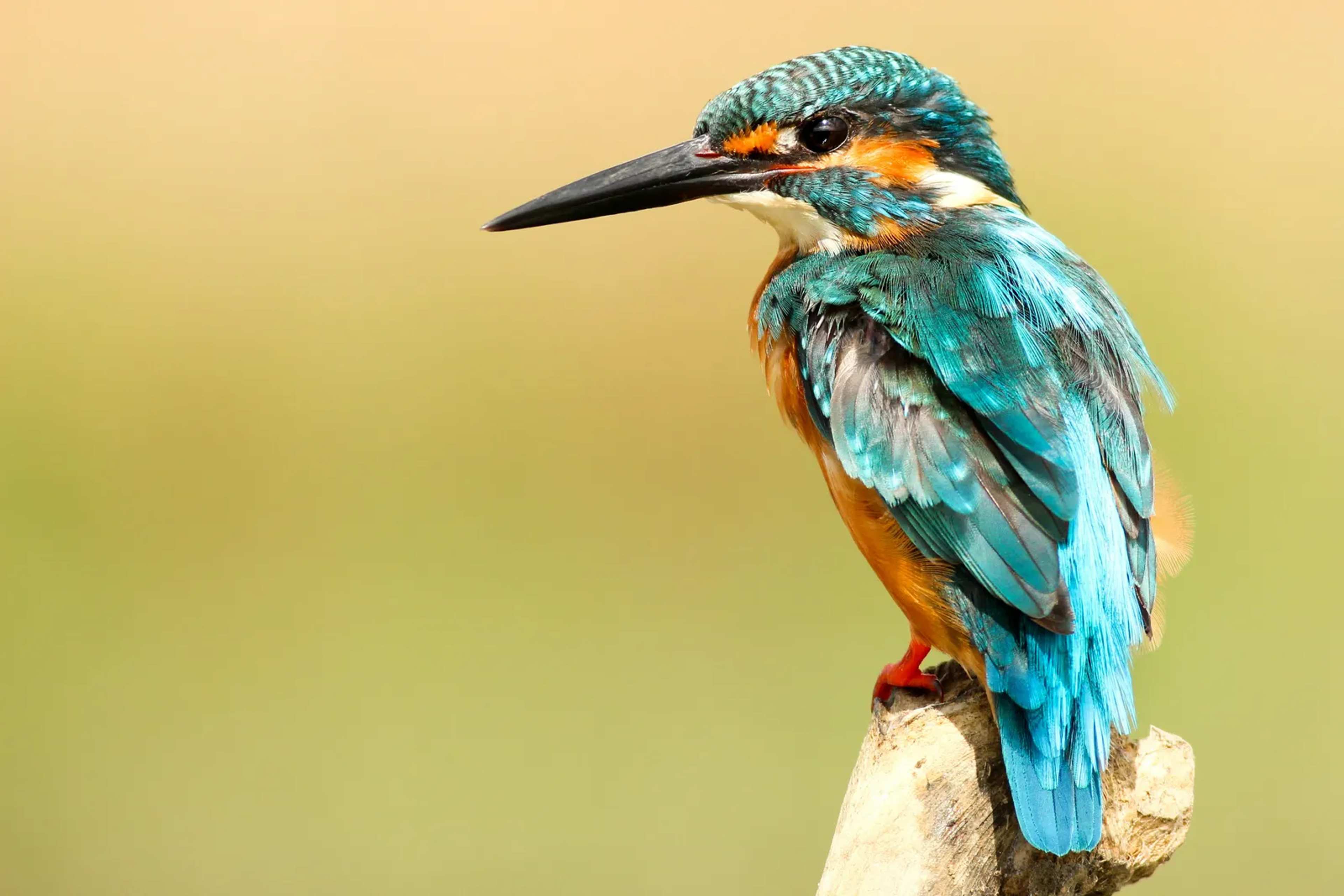 Birders Back Renaming Species With Troubled Pasts