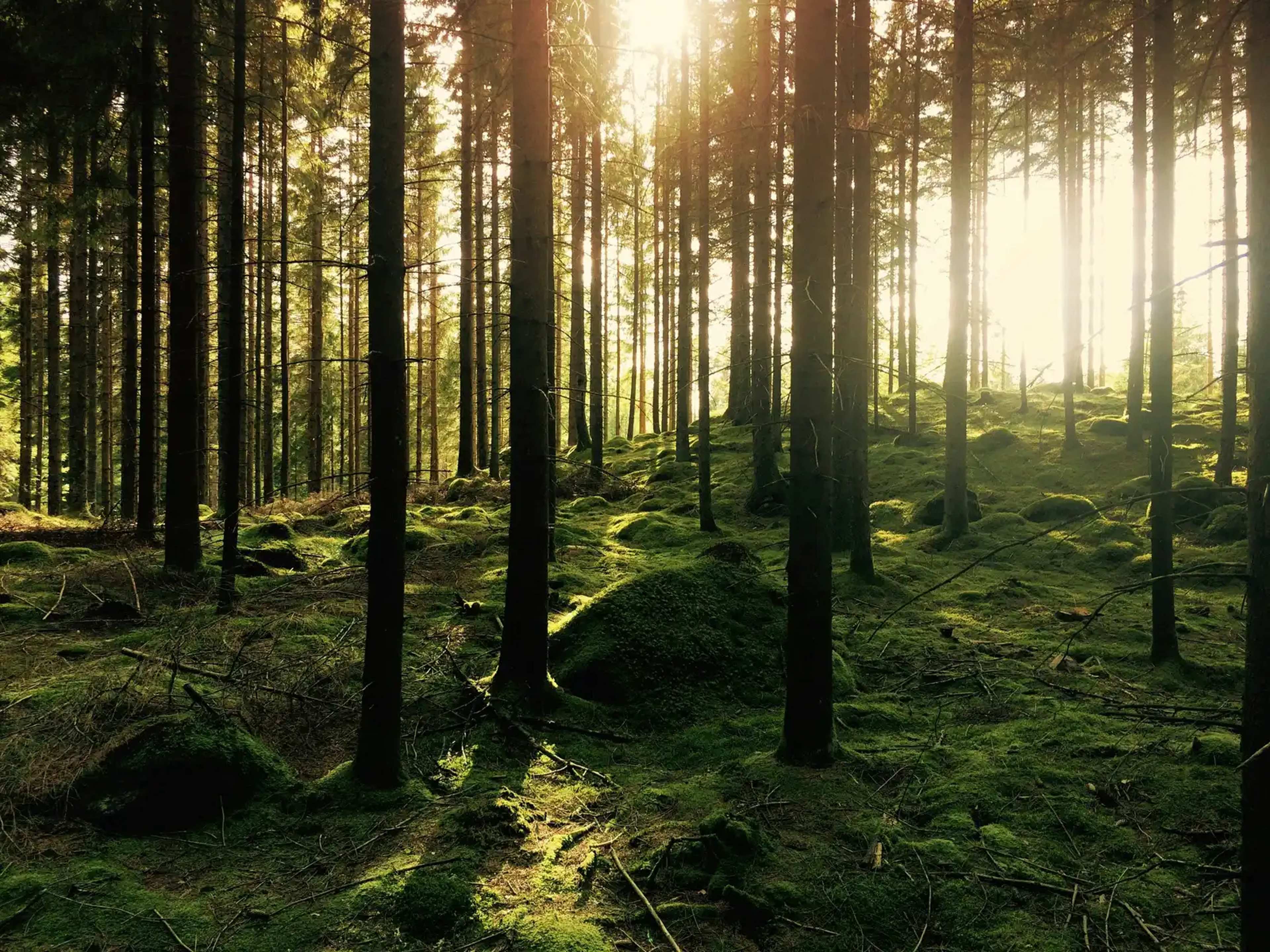 U.S. Forest Service to Close 23 Research Sites in Cost-Saving Consolidation