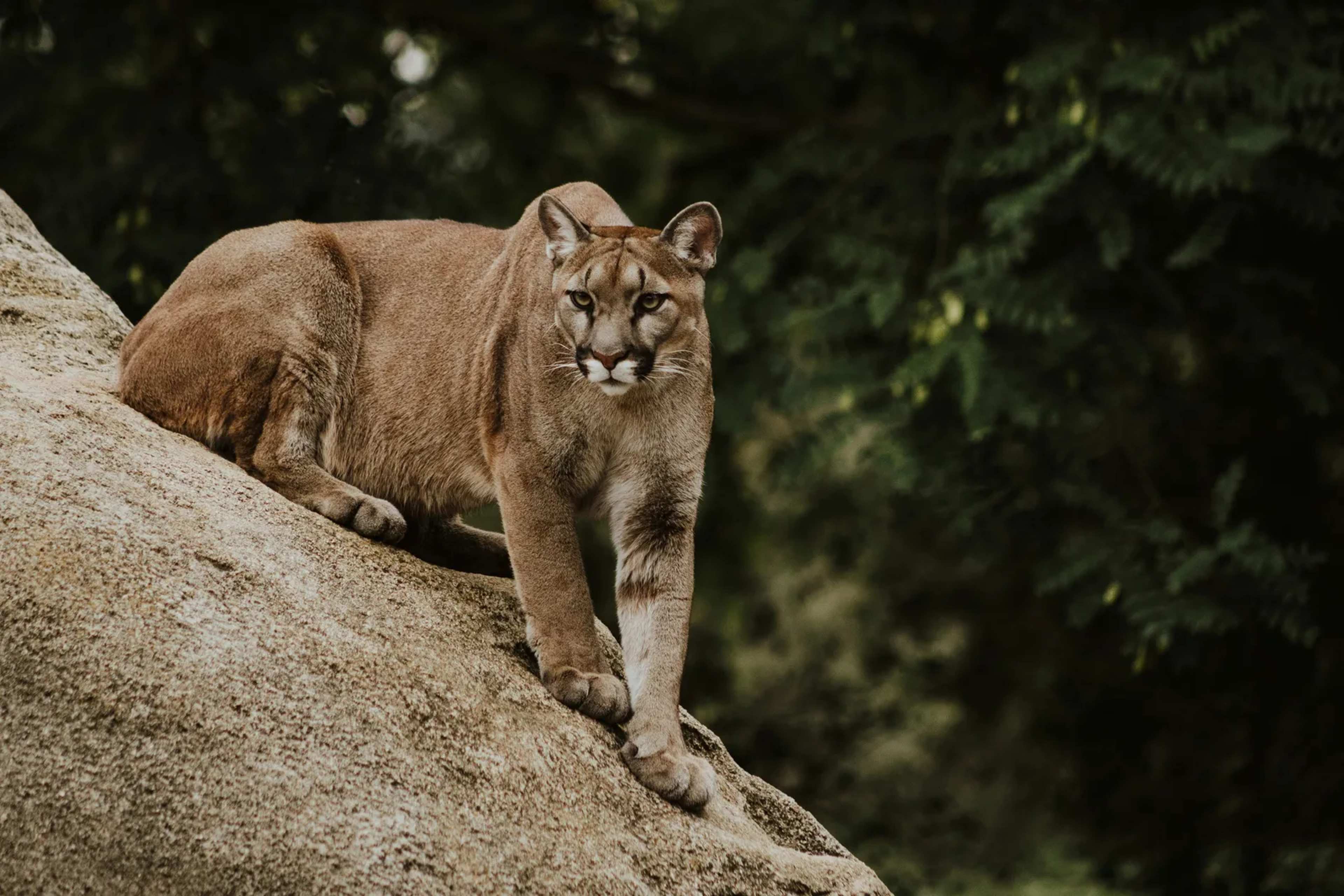 Mountain Lion Photographed at Hollywood Sign