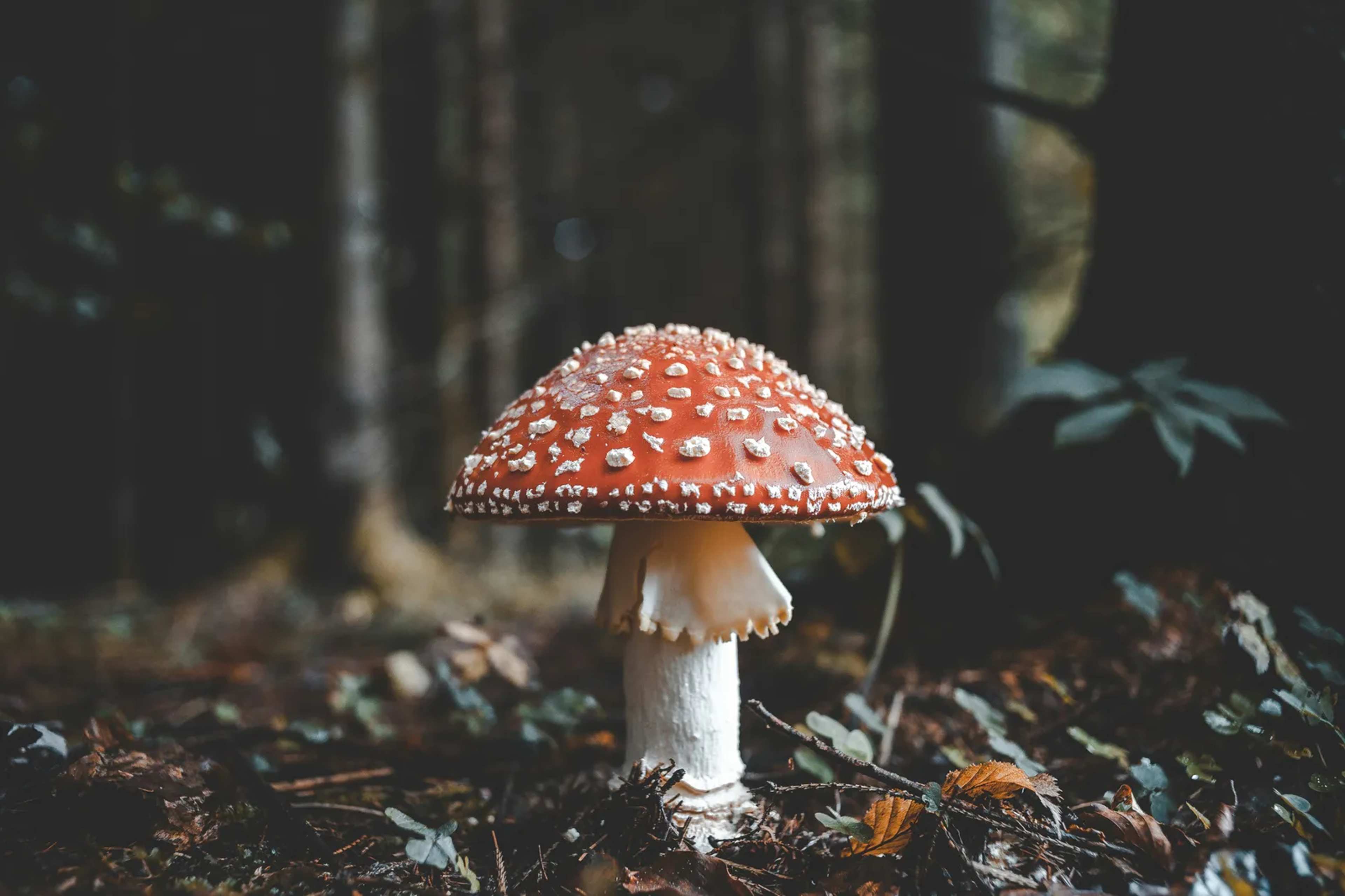Mushroom Hunters Decode New Species With Home DNA Kits