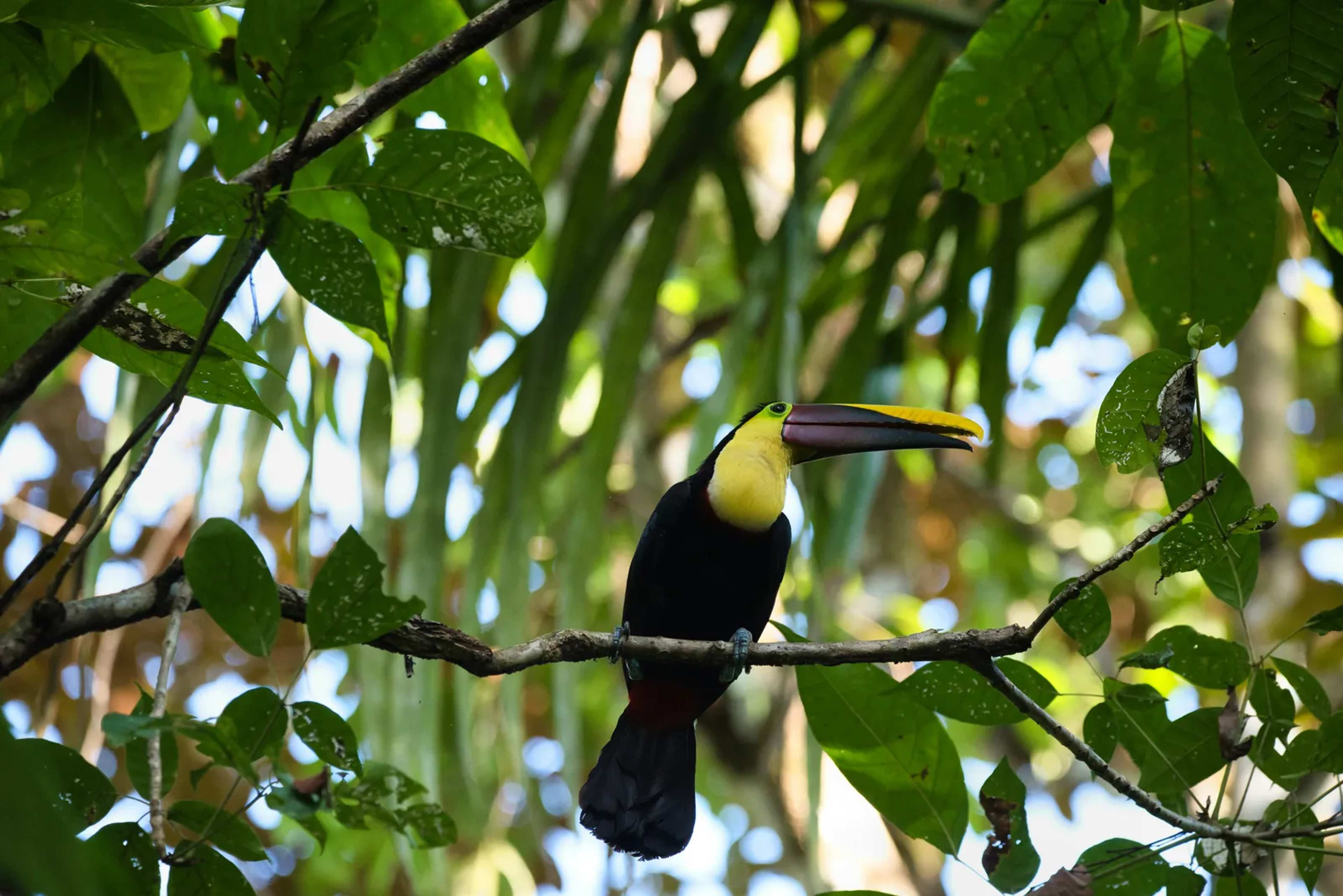 This Tiny Costa Rica National Park Packs Sloths, Monkeys, and a Postcard Beach Into One Wild Afternoon