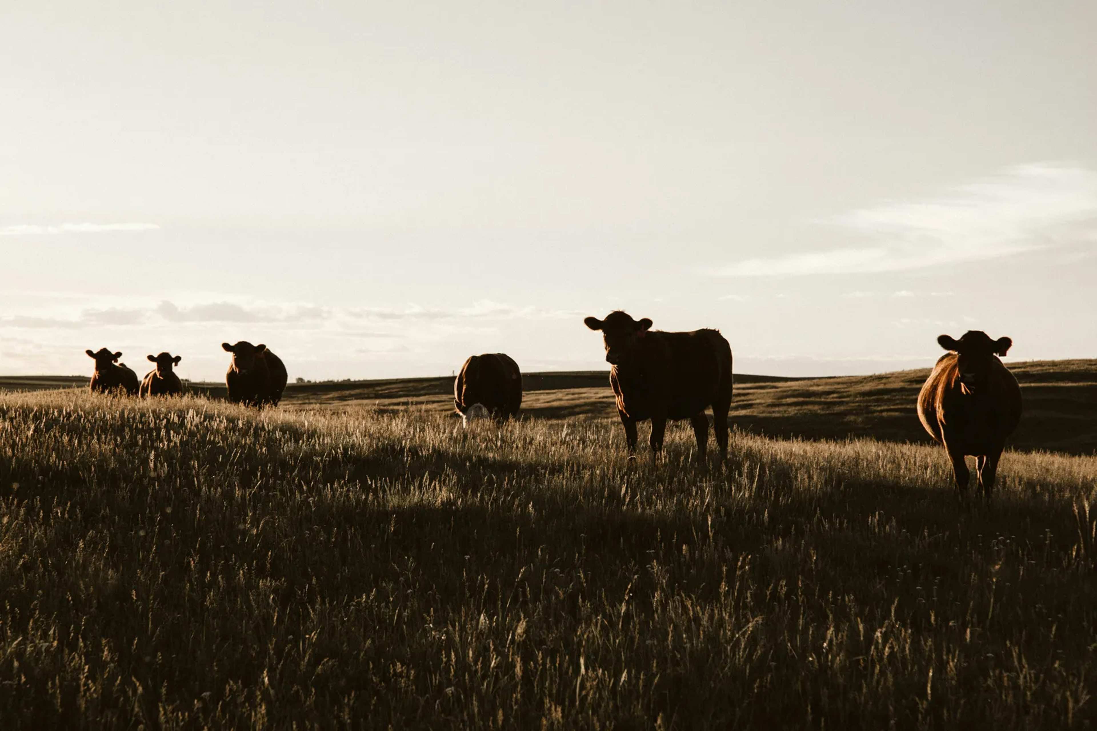 Illegal Cattle Trade Fuels Screwworm’s Rapid Advance North