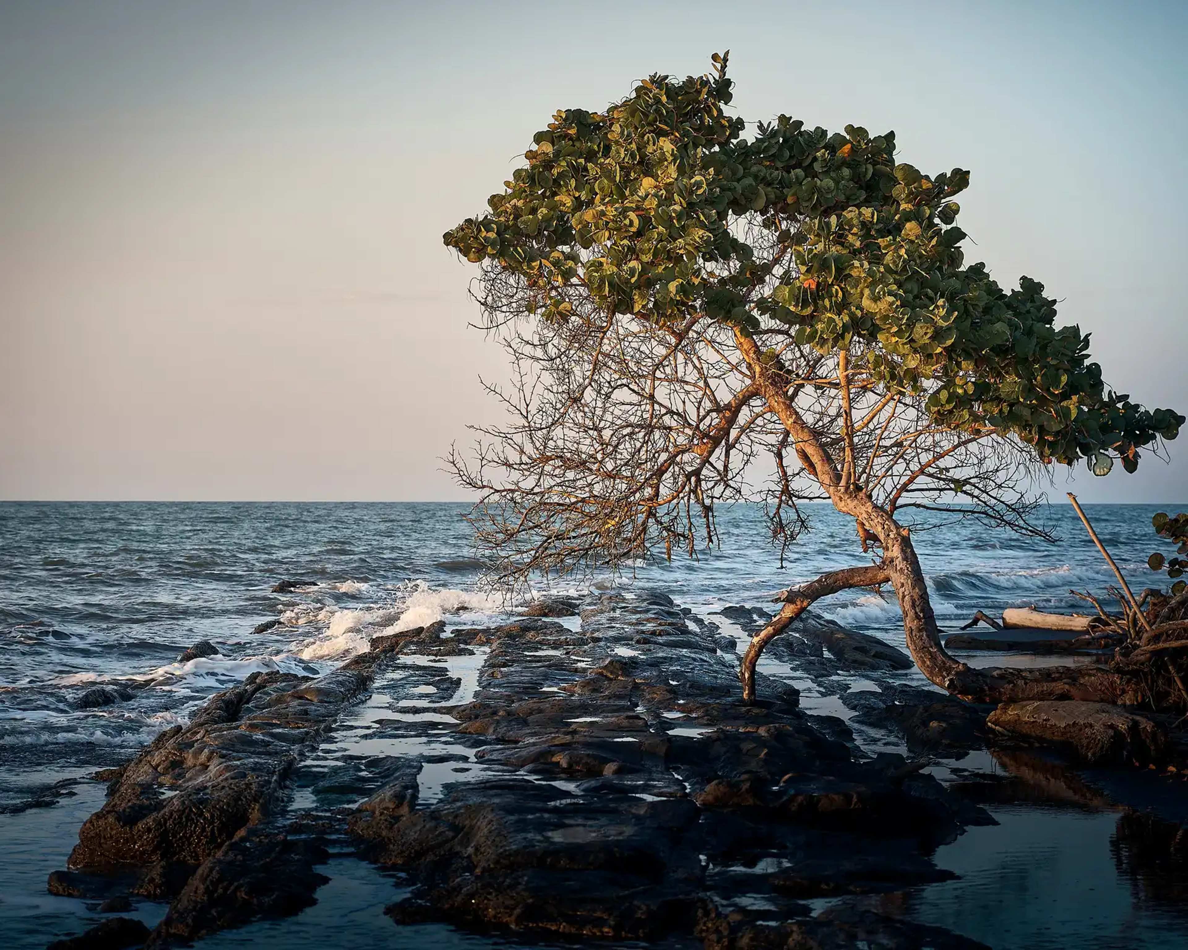 Mangroves Cut Storm Waves, New Models Now Show How