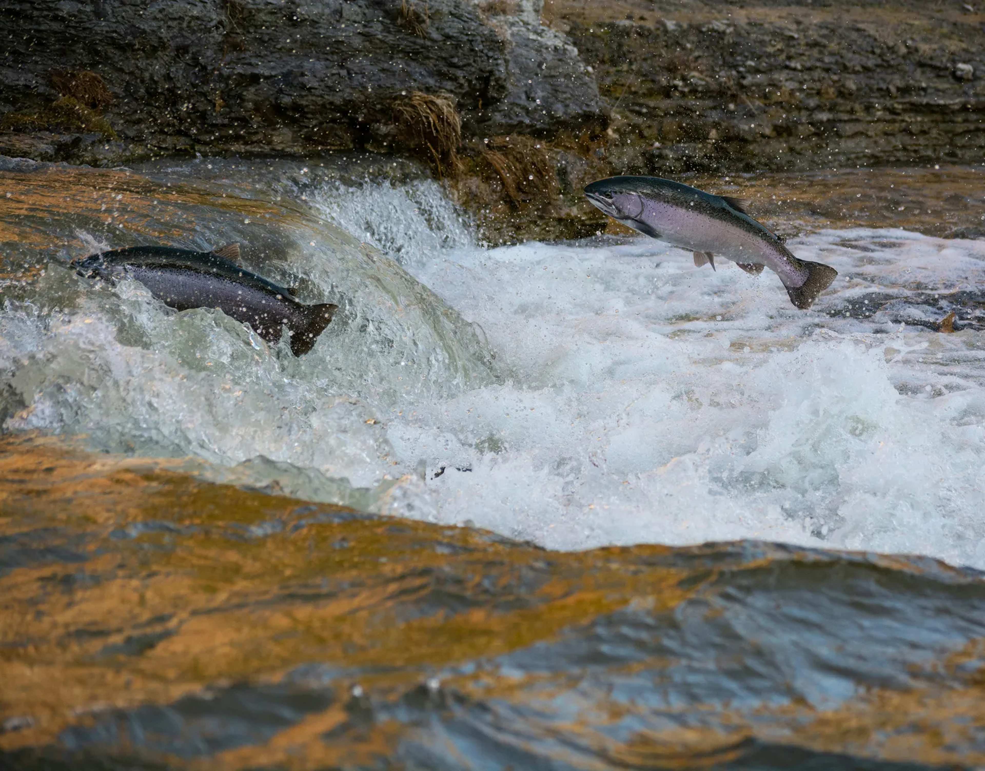Klamath Salmon Swim Home After Four Dams Removed