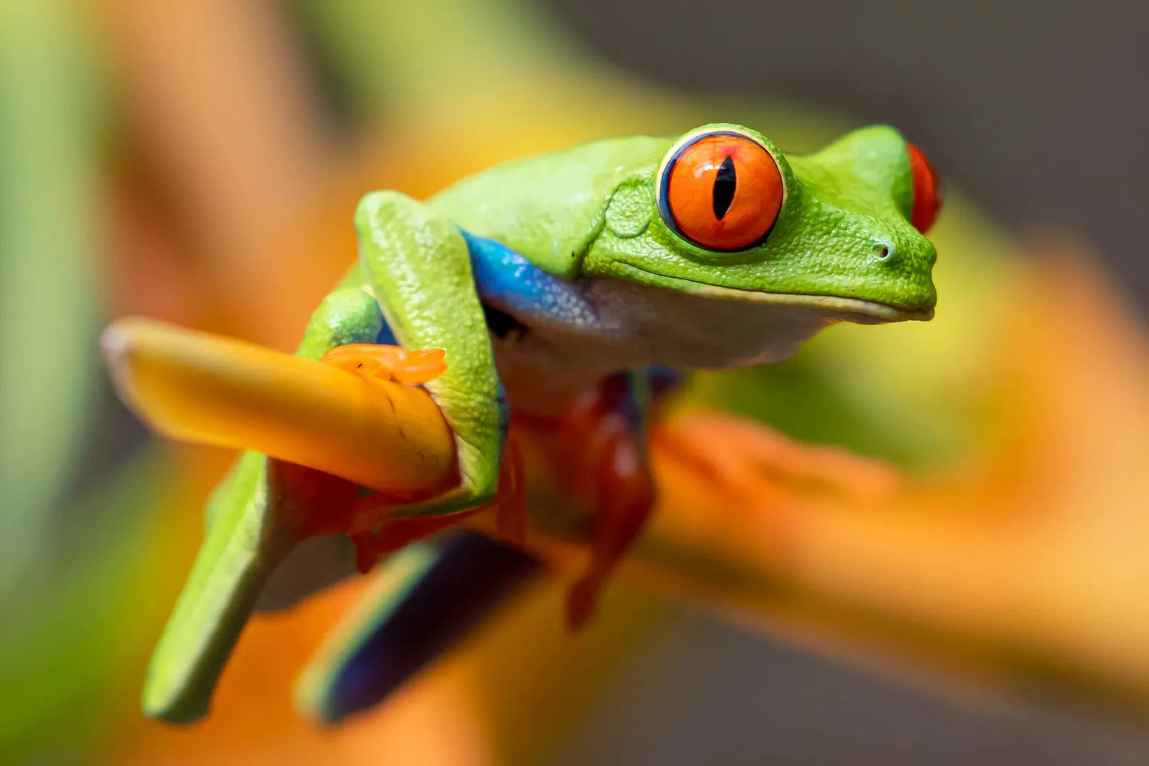 Why Scientists Are Releasing Endangered Frogs at 4 A.M. in Southern California's Mountains