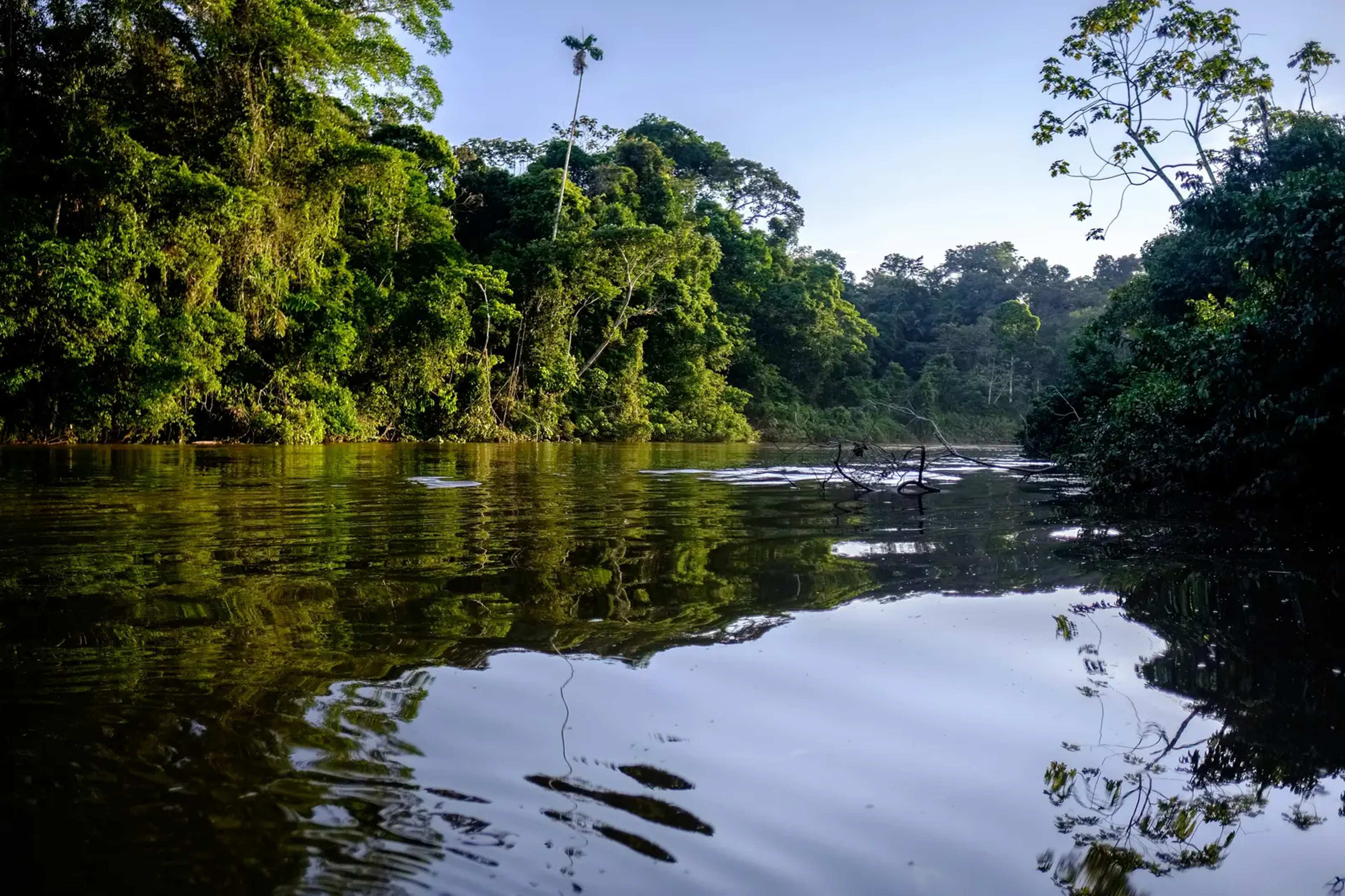 Criminal Networks Active in 768 Amazon Municipalities