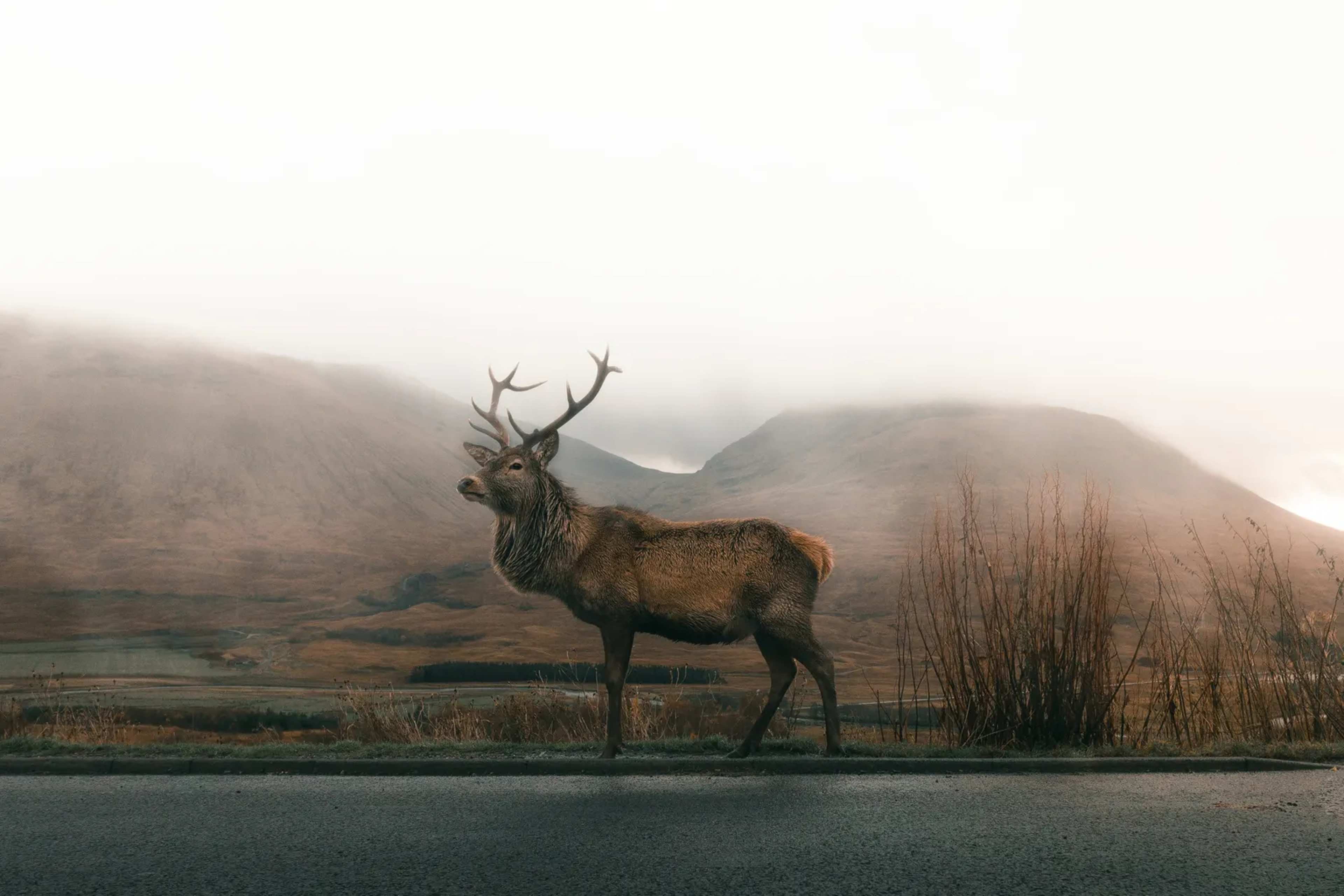 Texas Elk Tests Positive for Screwworm in First U.S. Wildlife Case