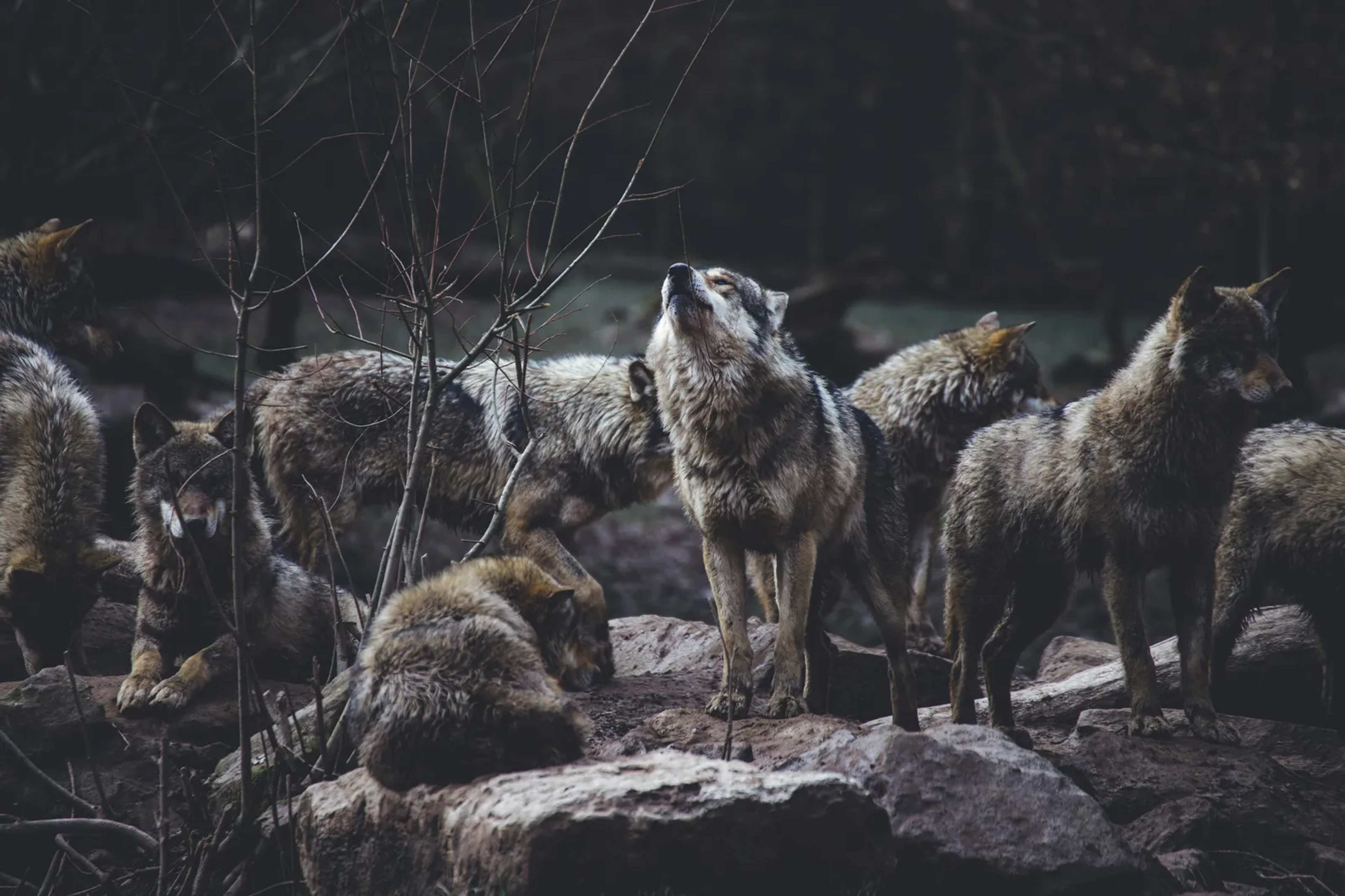 Isle Royale Wolves: Rescue Brings Survival Odds