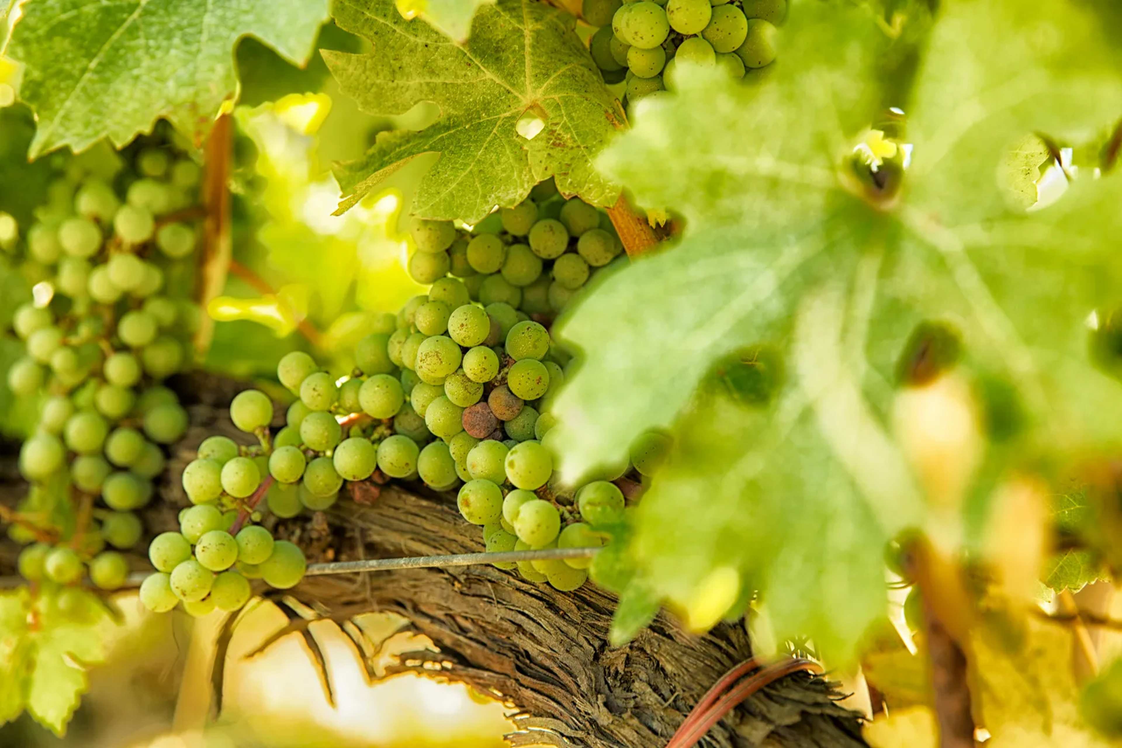 Castello di Bolgheri Anchors Tuscany's Super Tuscan Wine Heritage