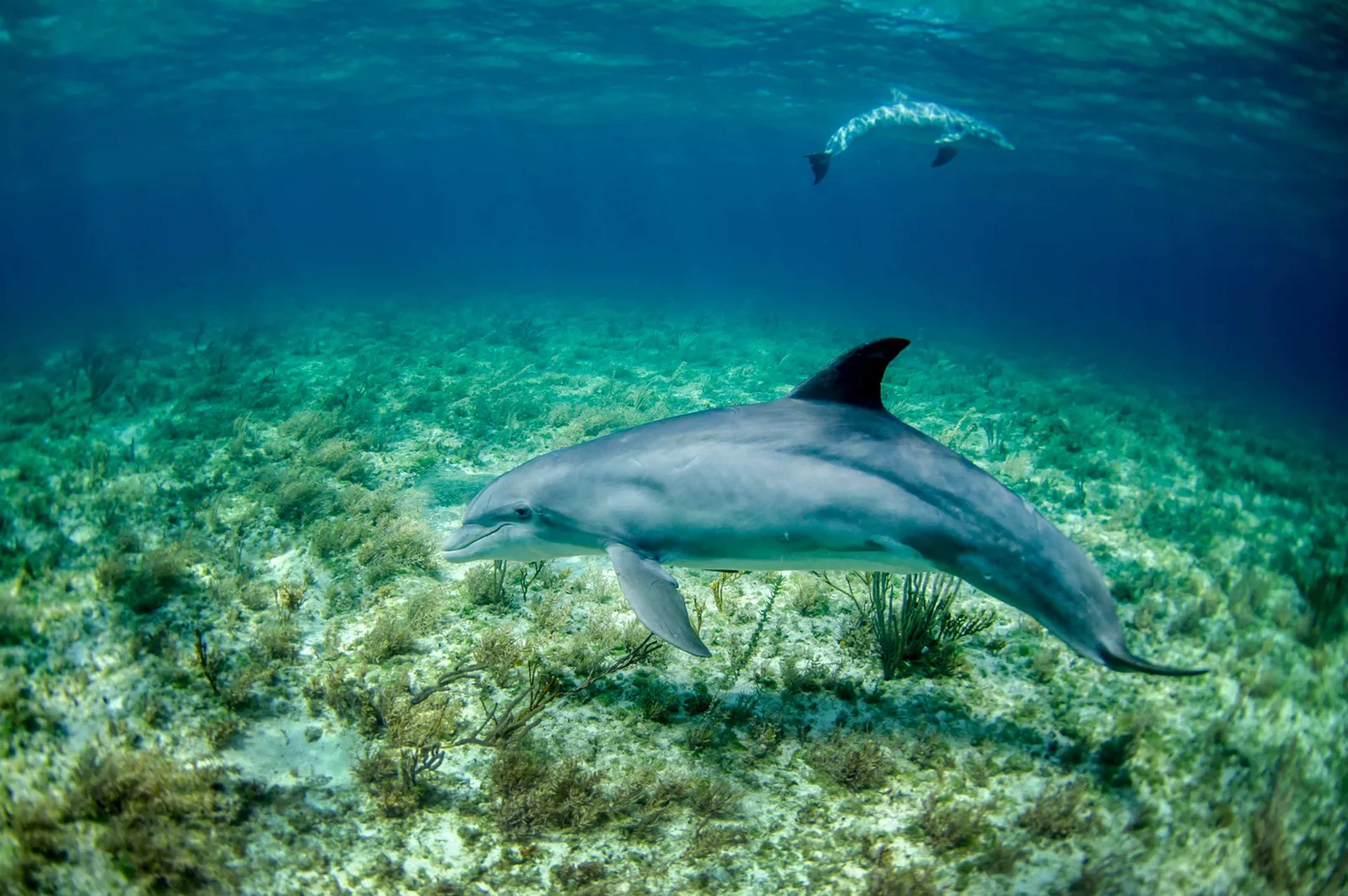 Tuning Into Malaysia’s Dolphin Soundscape