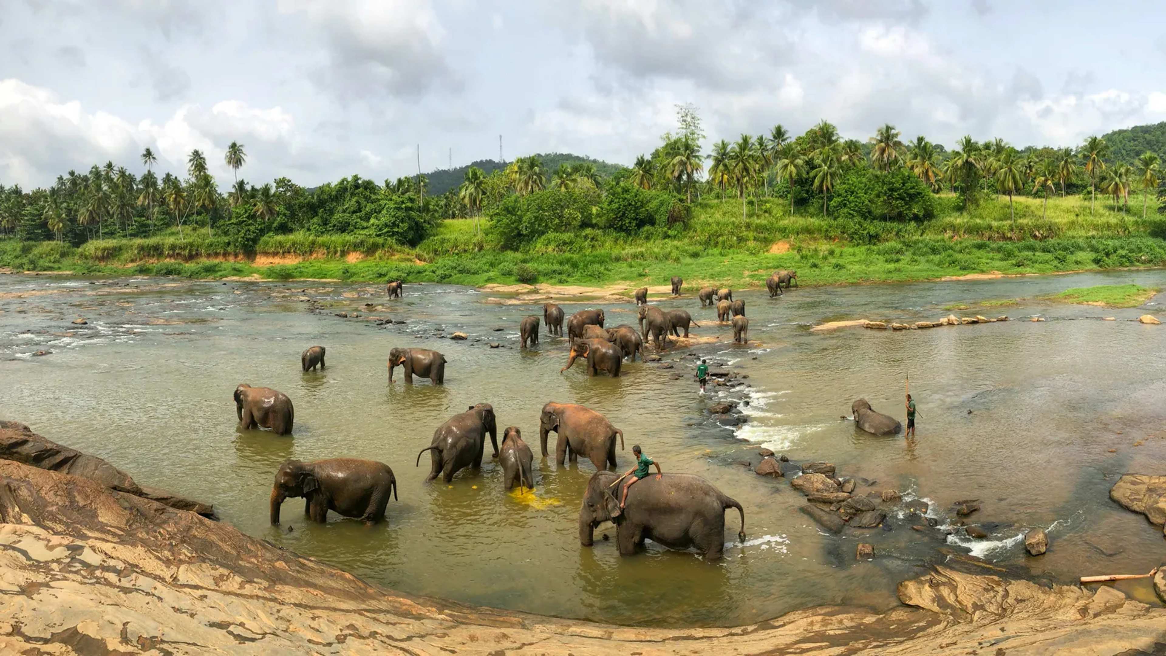 Sri Lanka Mourns Tusker Kavantissa After Fatal Shooting