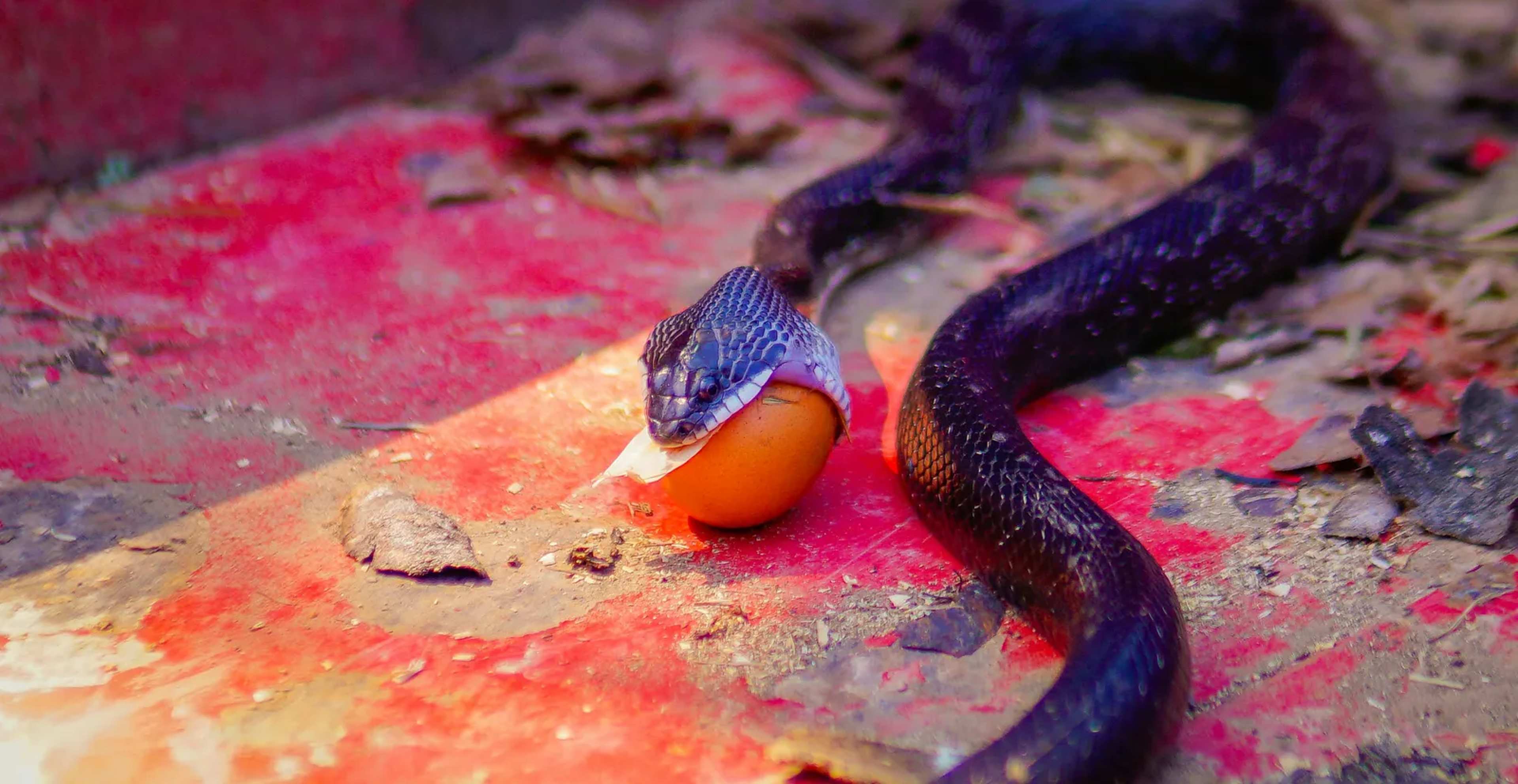 New Egg-Eating Snake with Stark White Throat Found in Ethiopia