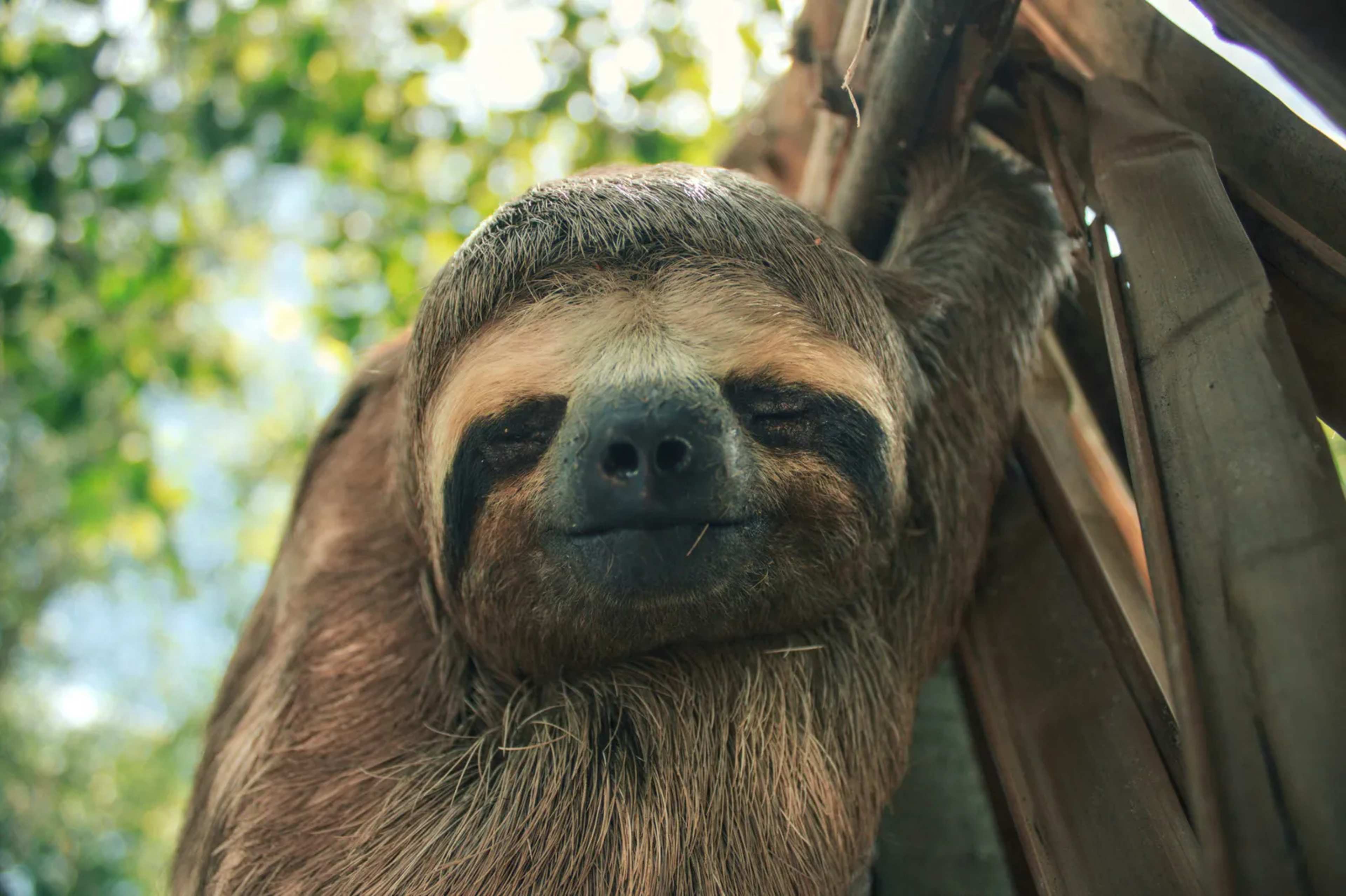 58 Sloths Died at Florida Attraction. Congress Pushes Import Ban