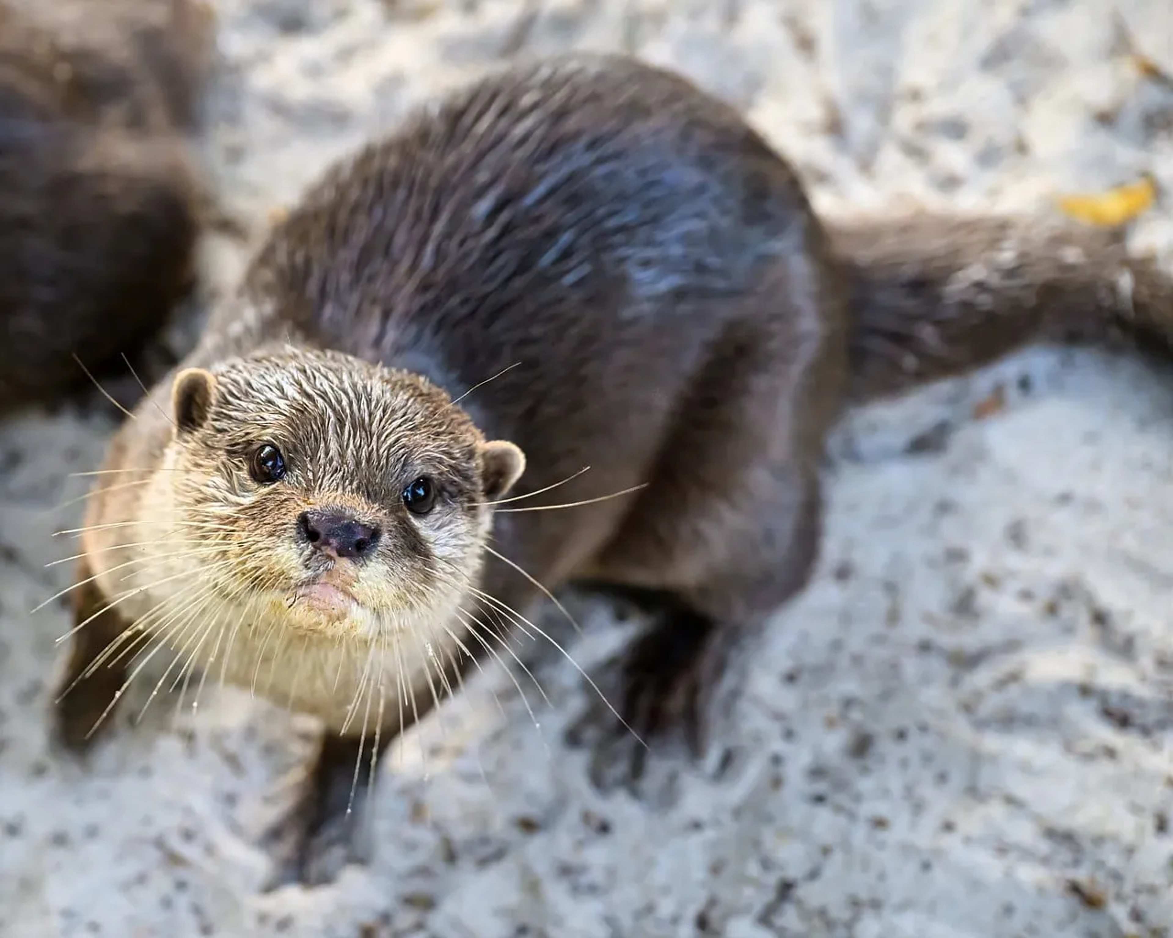 Baniwa and Giant Otters Share Brazil's I莽ana River