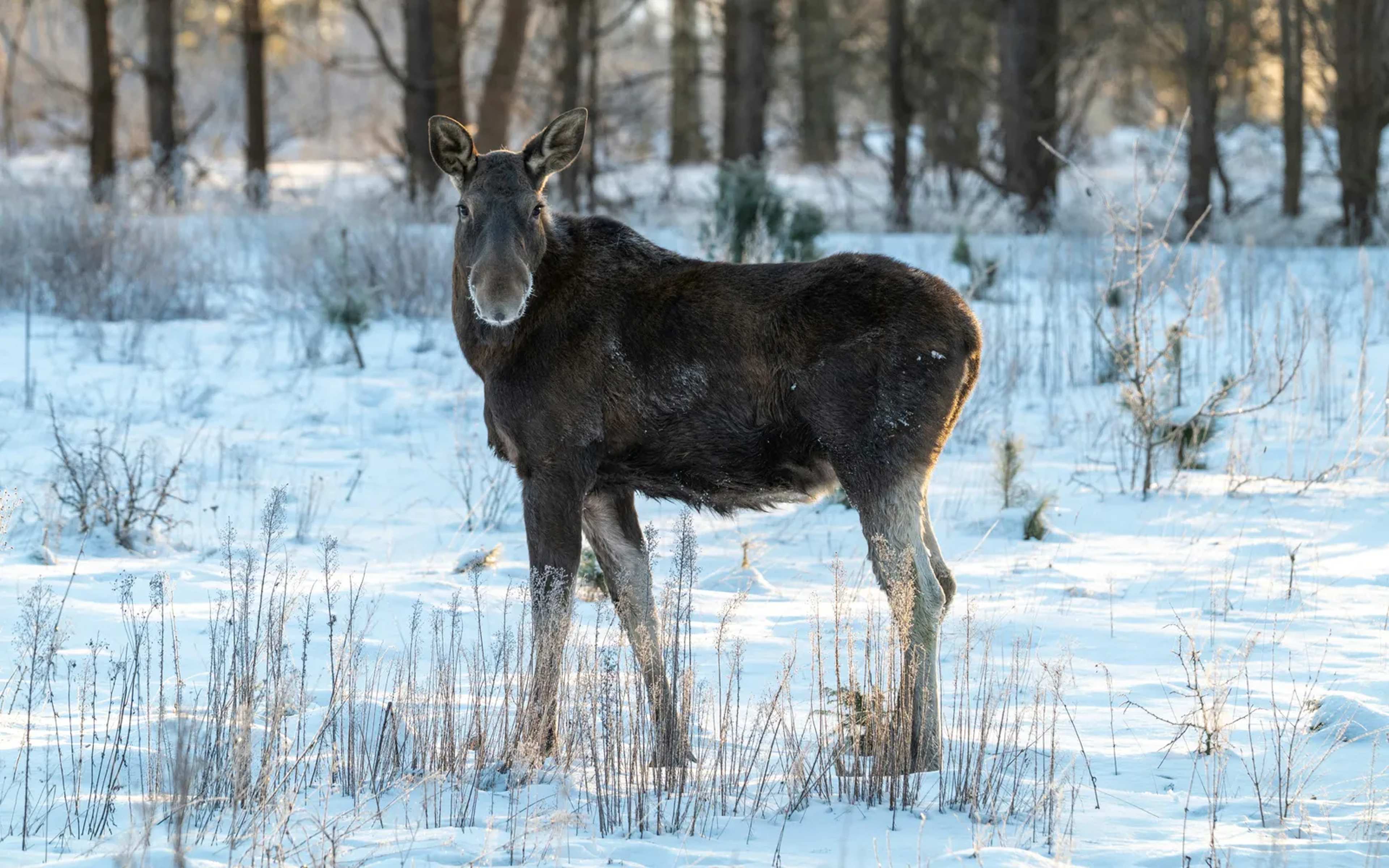Poland Tests WarWilding for Border and Forest