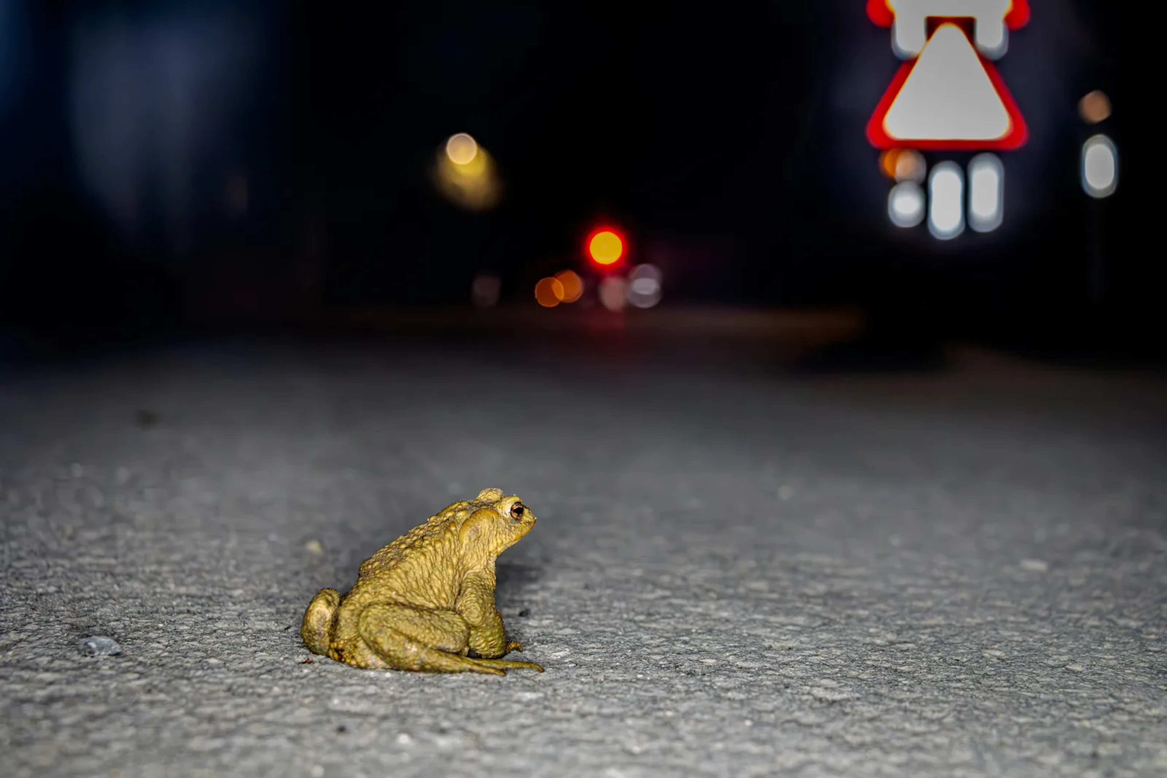 New Hampshire's Salamander Brigades Guide 100,000 Amphibians Across Roads Each Year