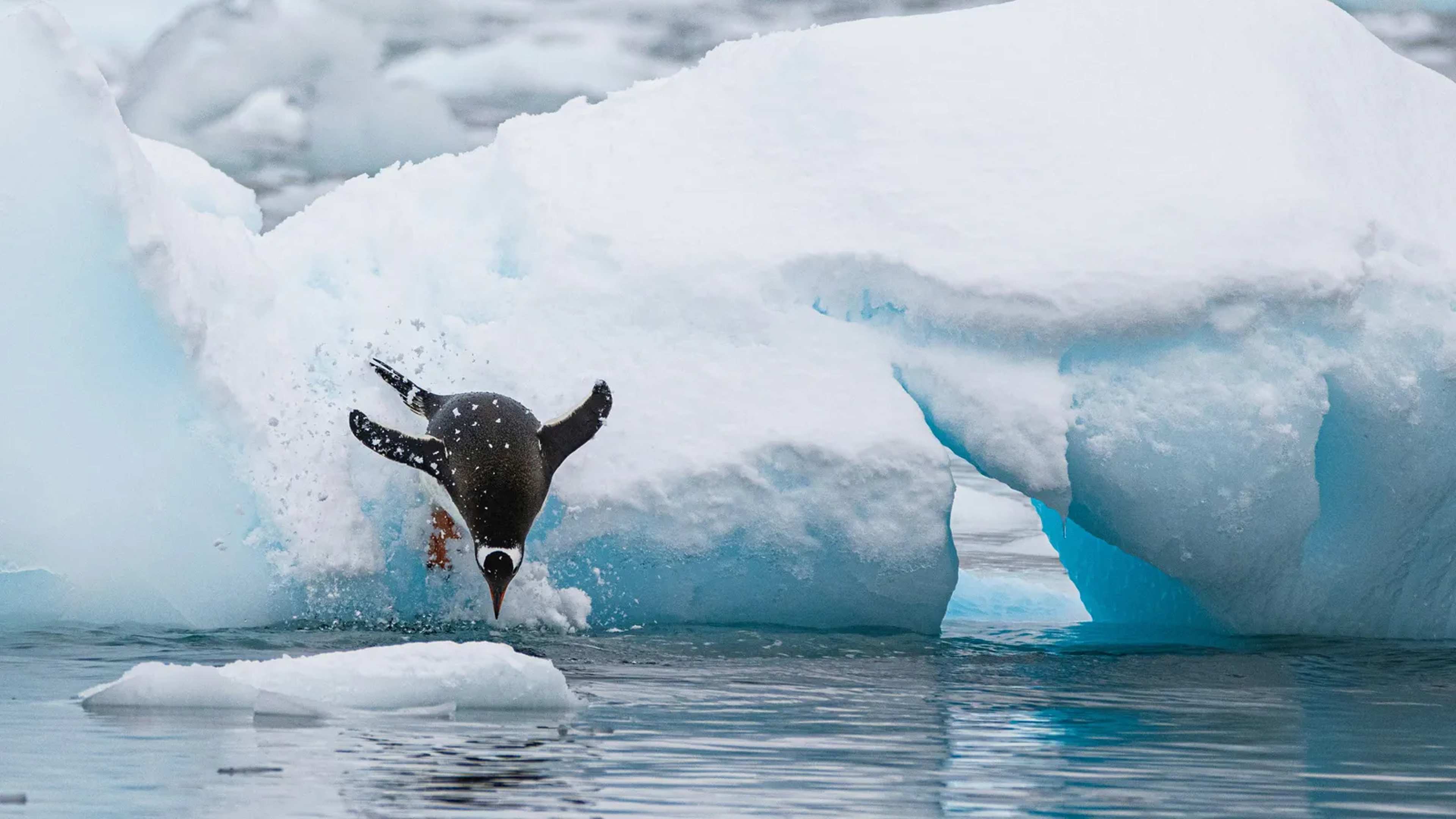 A Full Season at Port Lockroy Reveals What Antarctic Peninsula Cruises Leave Behind