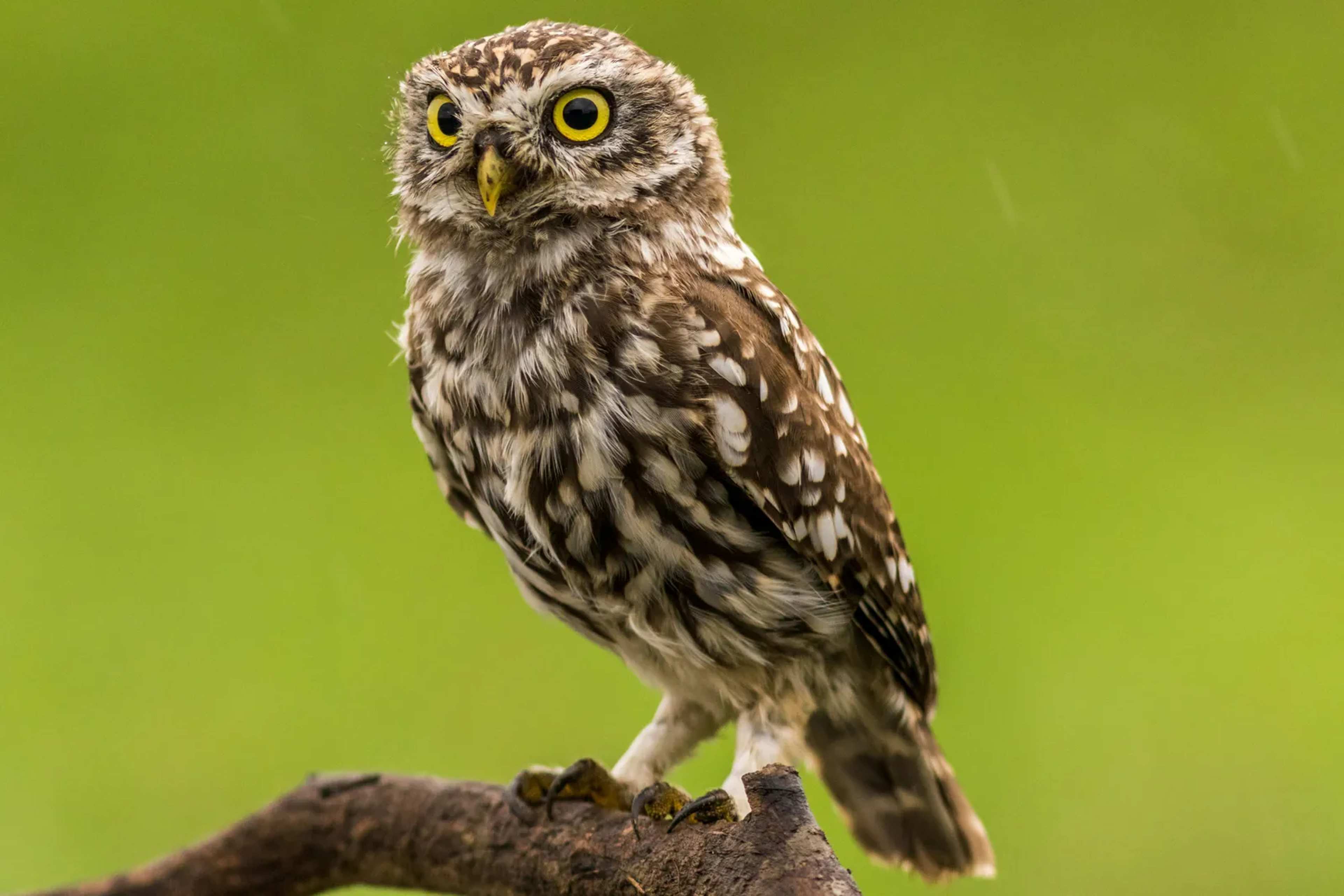 Silent Flight Makes Owls America's Stealthy Predators
