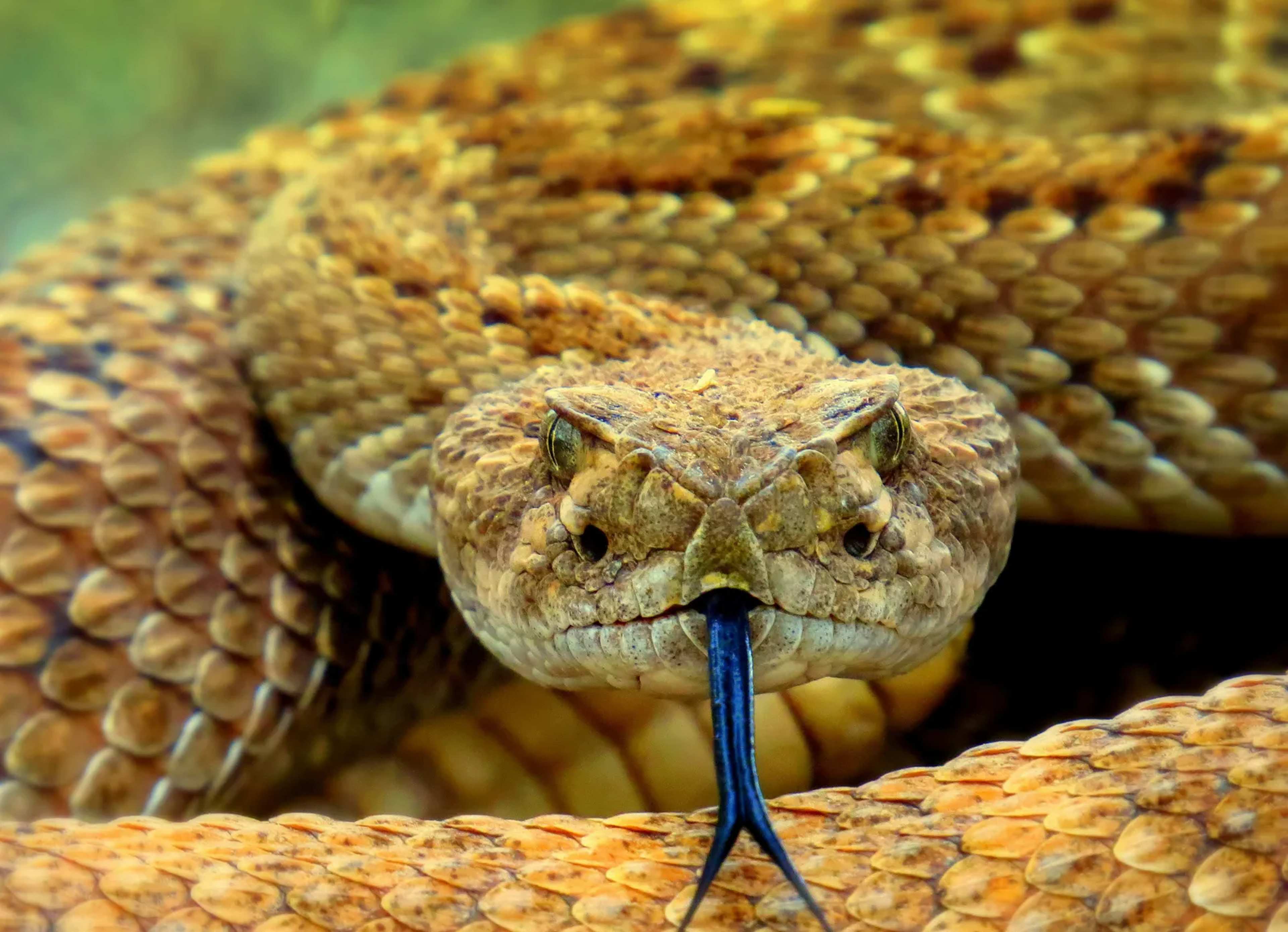 Iran's Viper That Twitches a Spider-Like Tail to Ambush Prey