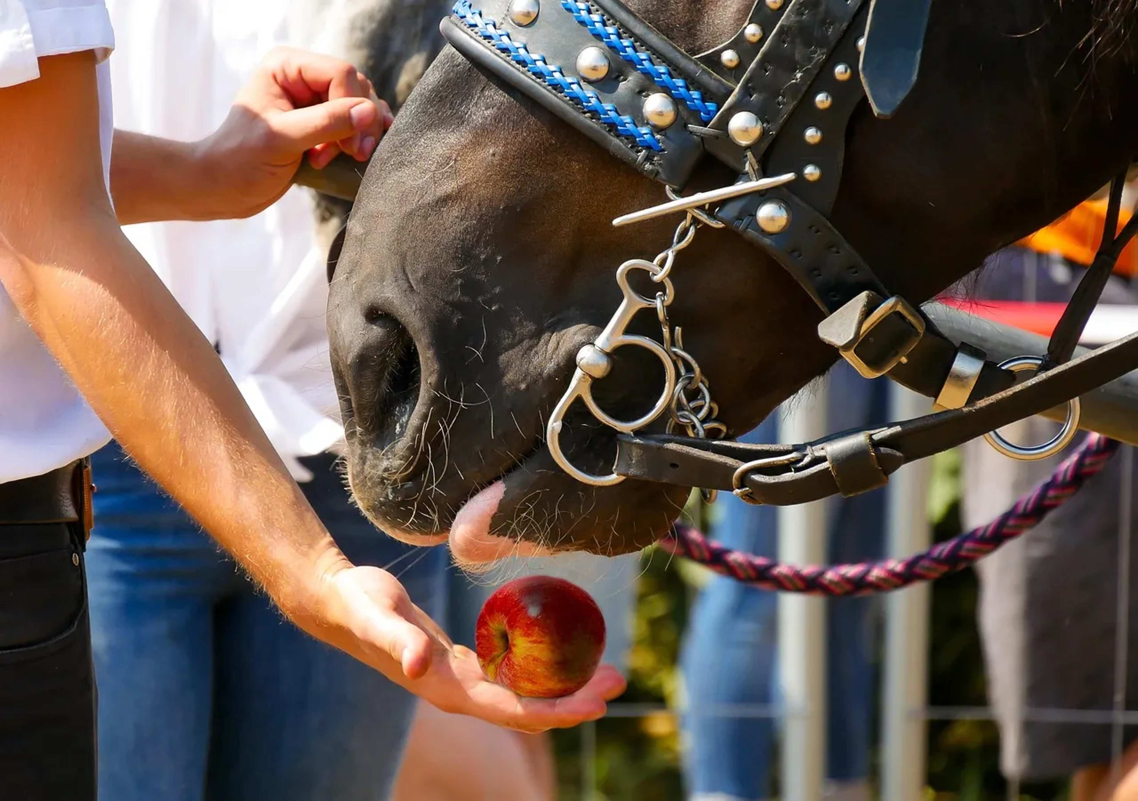 Chewy+, Petco Perks or PetSmart Treats Rewards: Which One Delivers the Best Value?