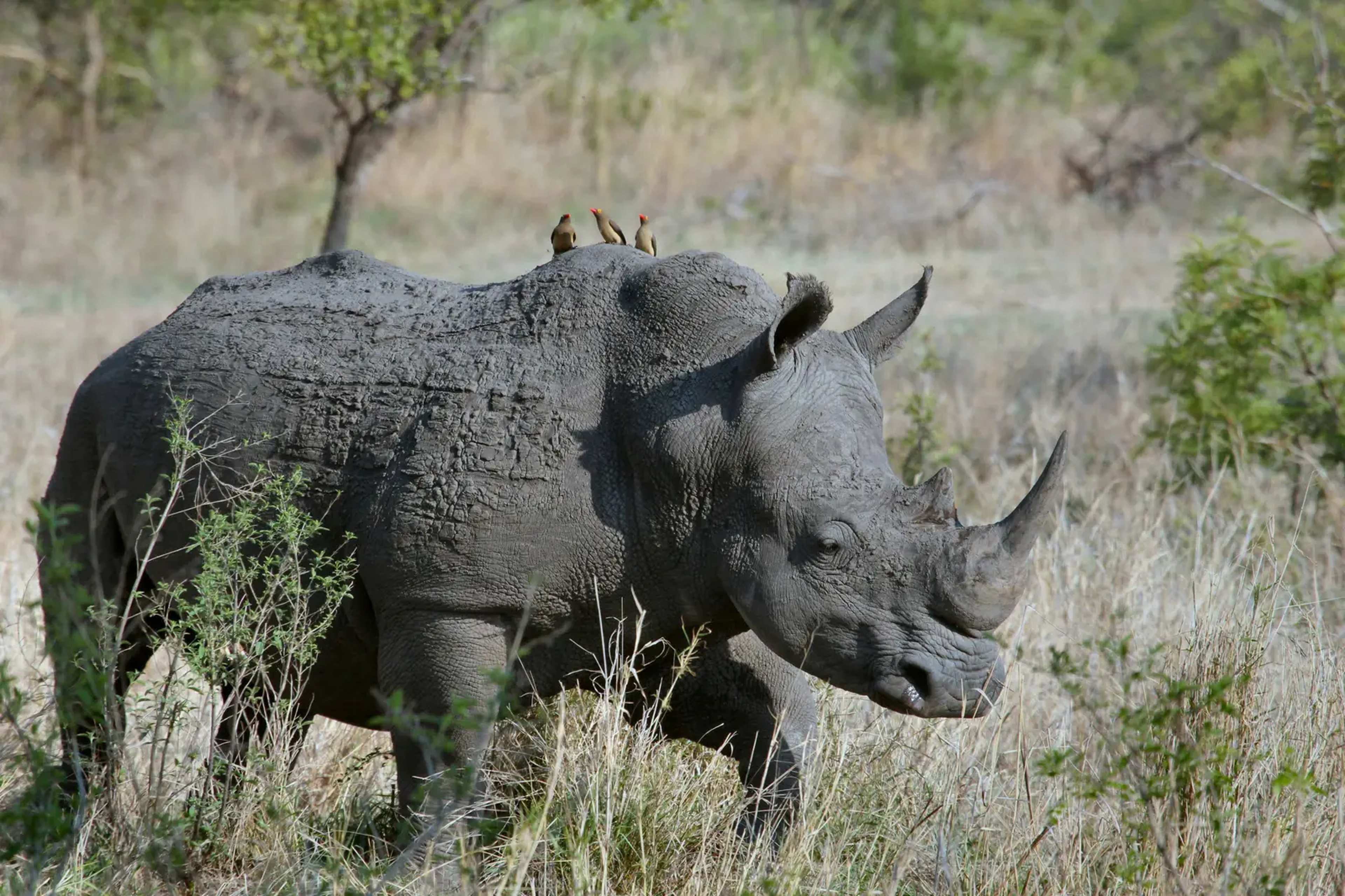 Africa’s Monitored Wildlife Populations Drop 80% Since 1970, With Recovery Emerging in Protected Areas