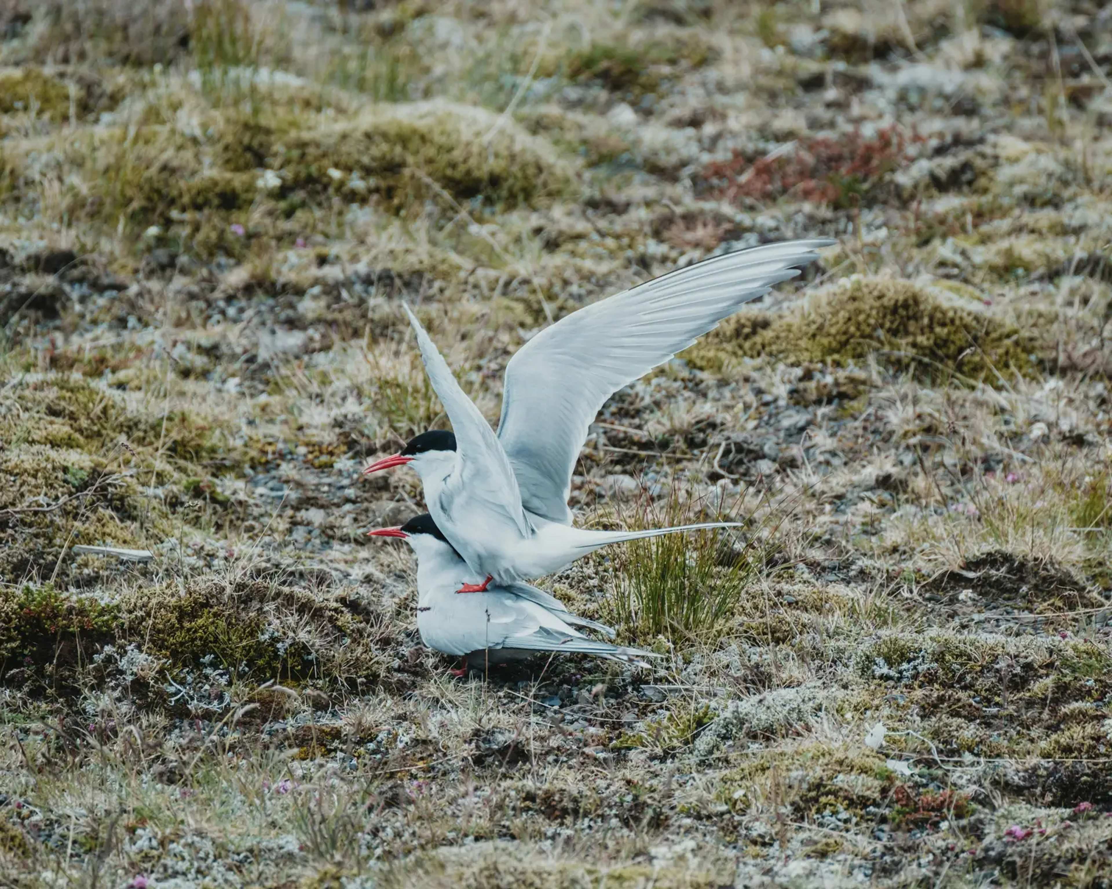 Arctic Shorebirds Often Skip Familiar Nesting Sites as Tundra Conditions Shift