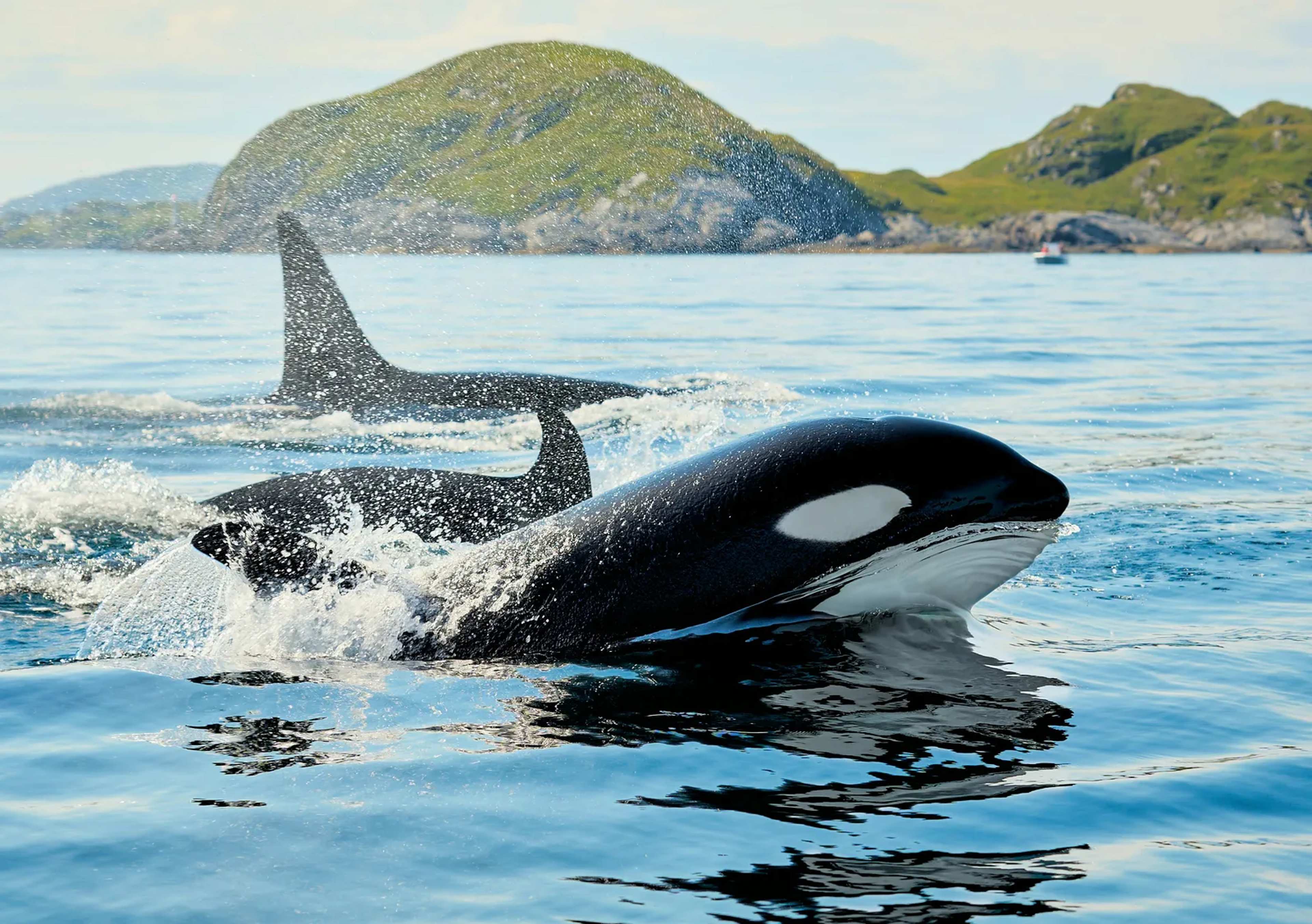 Orcas Obliterate Sunfish in Rare Encounters That Leave Scientists Baffled